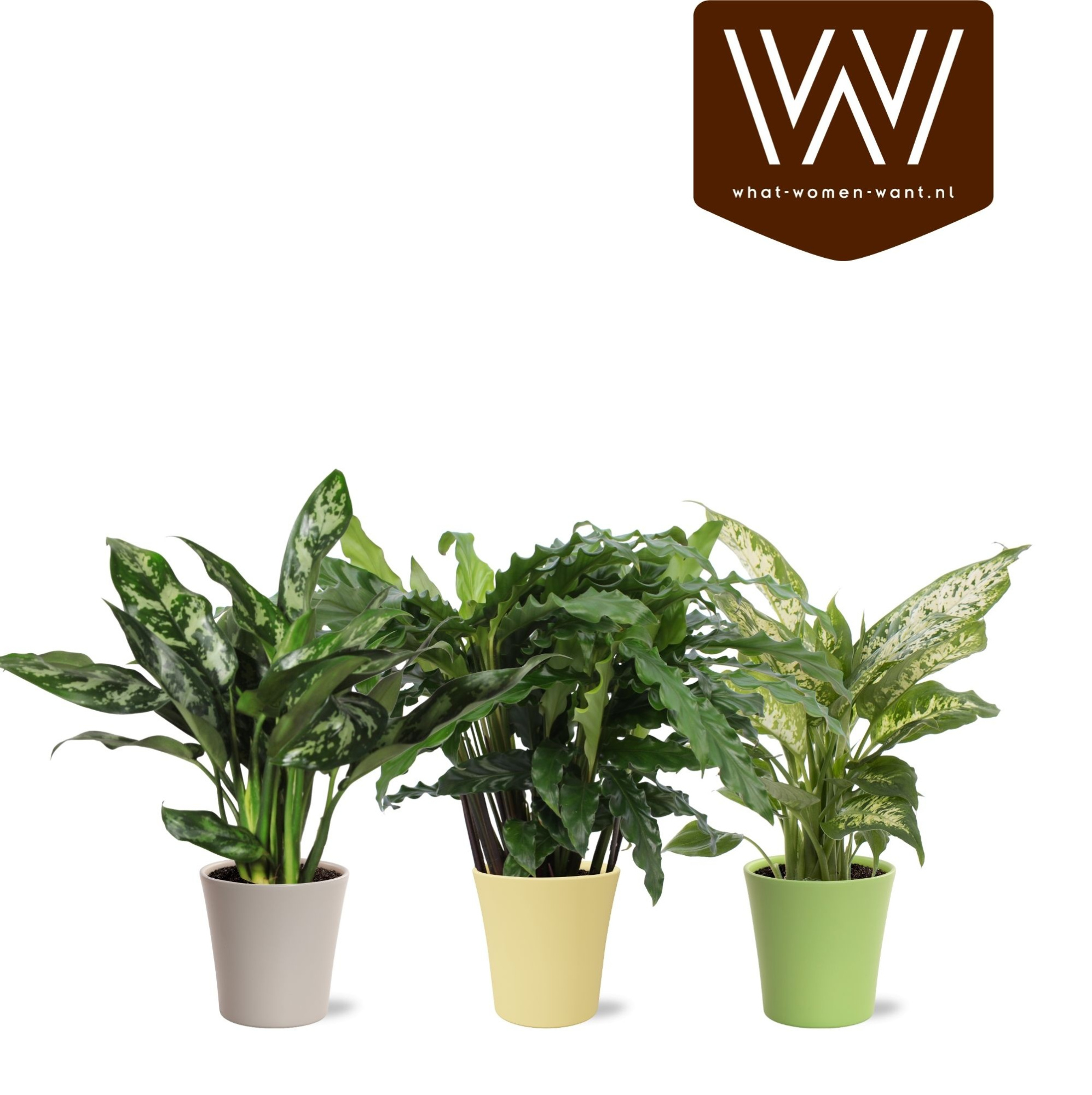 Groenmix Lotte colour - Easter, D 12