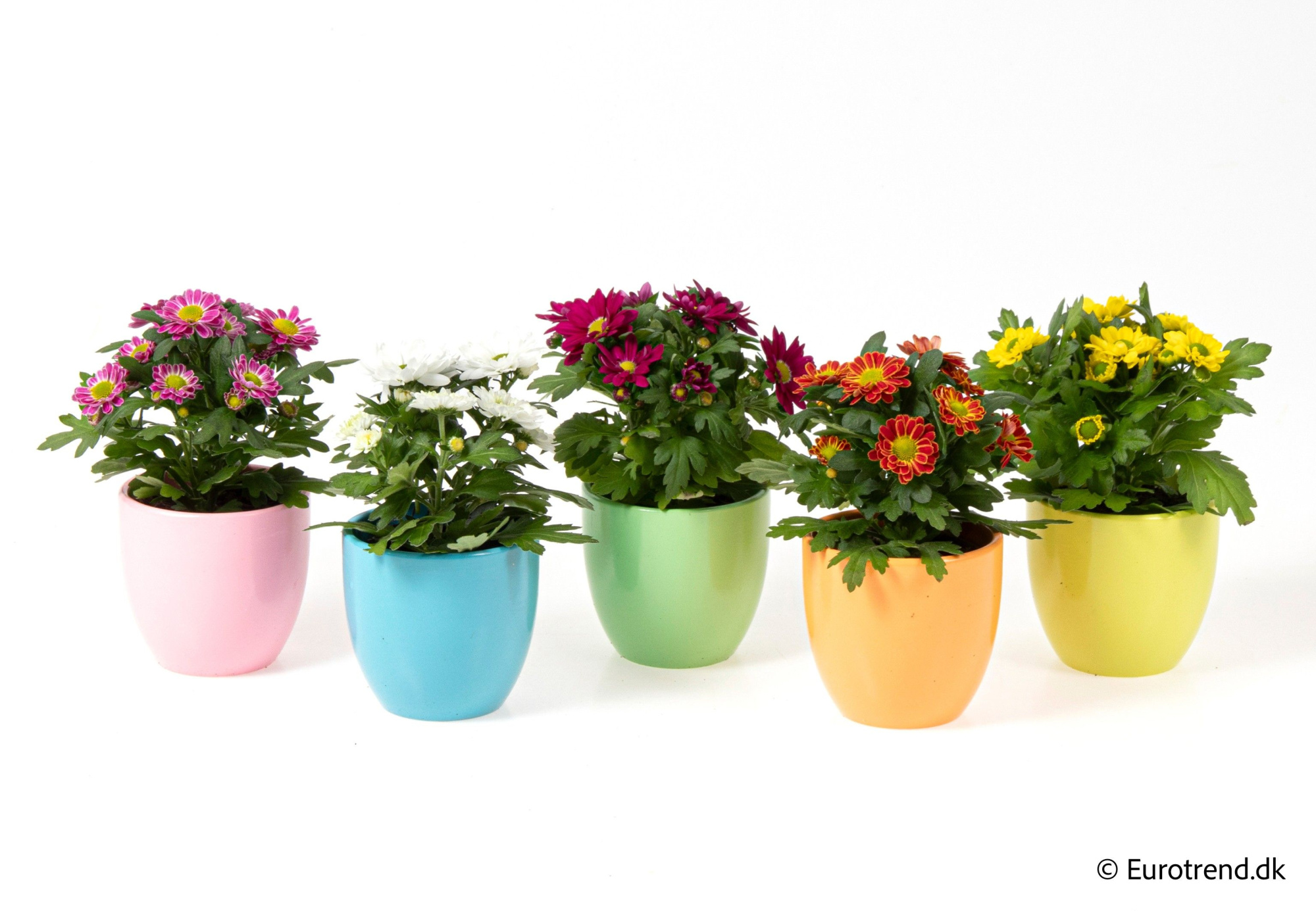 Chrysanthemum in ceramic - Spring, Summer & Autumn 2025, D 6 cm