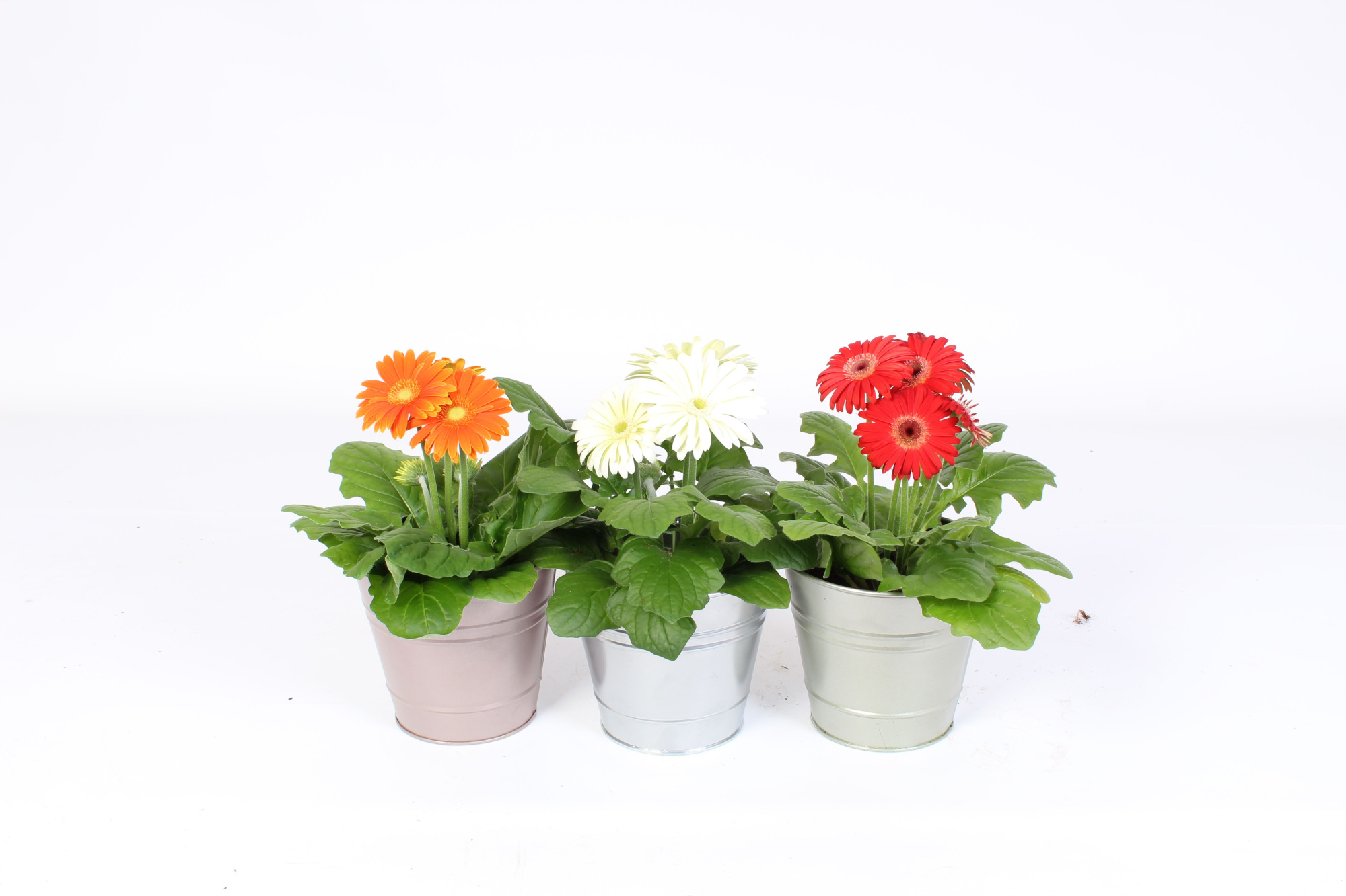 Gerbera 2+bl 12cm in metallic zinken pot 3 ass, D 12 cm