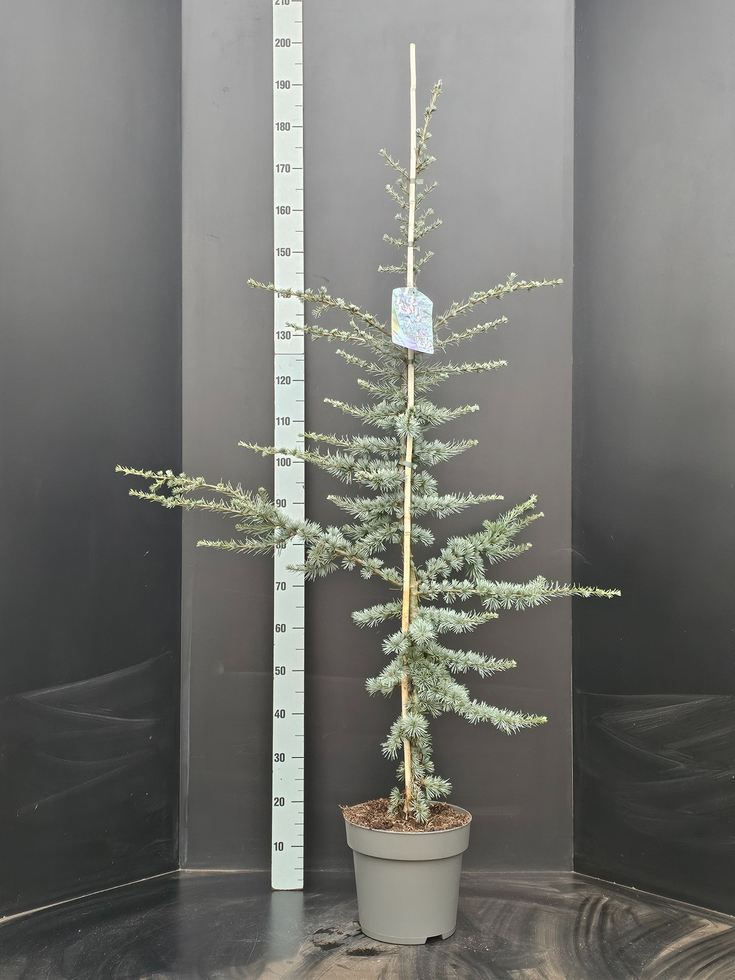 Cedrus libani Glauca, D 29 cm