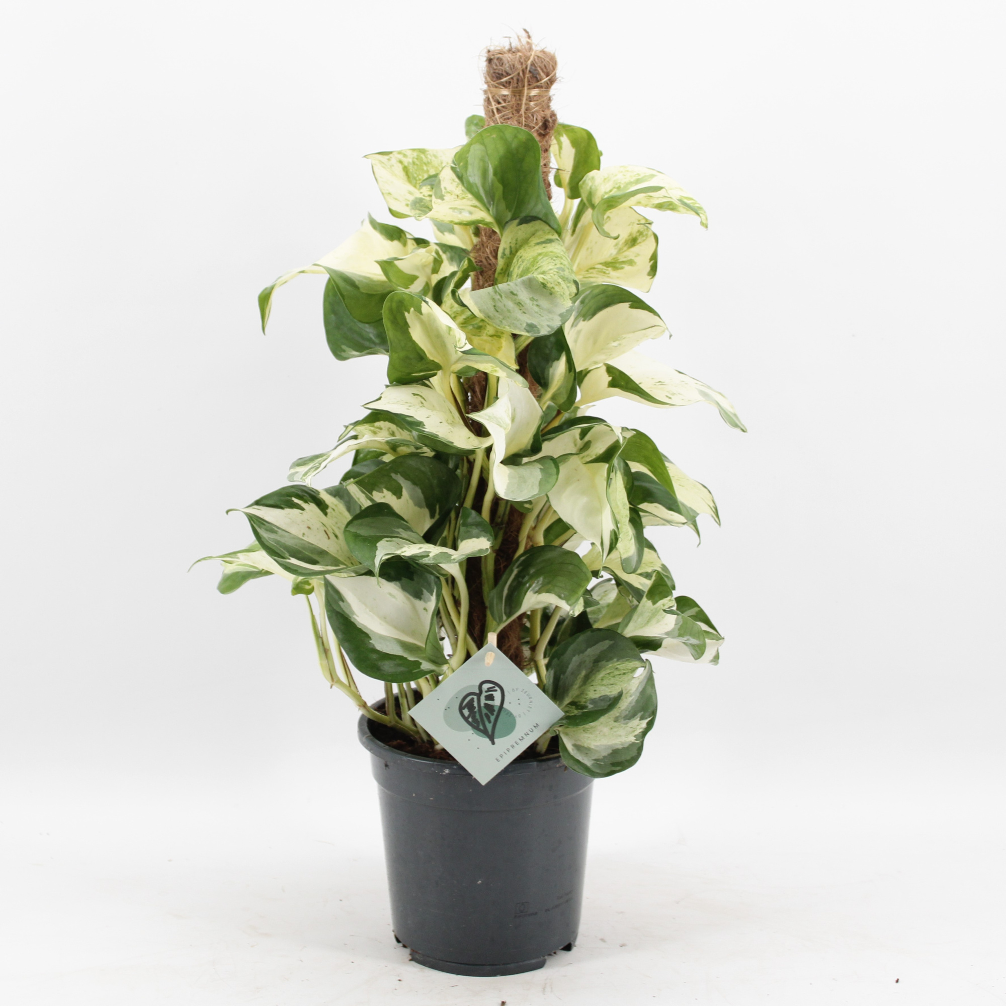 Epipremnum Manjula mosstok, D 17