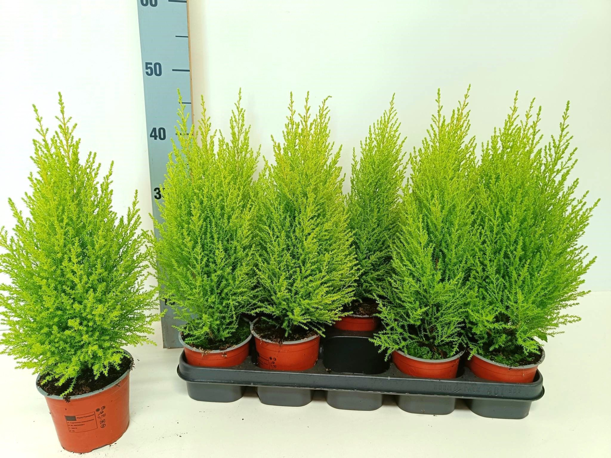 Cupressus Goldcrest Wilma "p12 piramide", D 12 cm