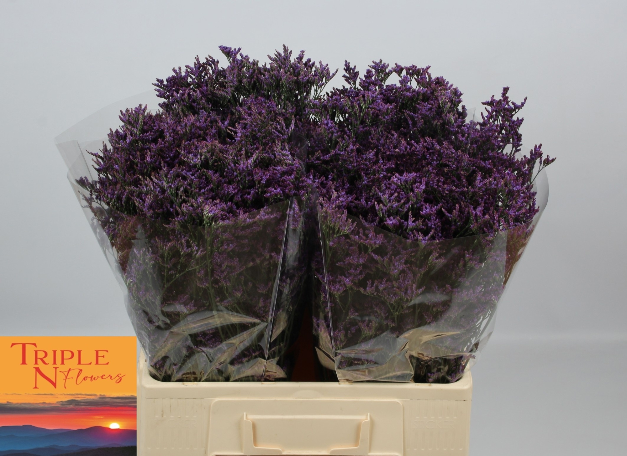 Лимониум Сафора Дарк Блю 60, шт.