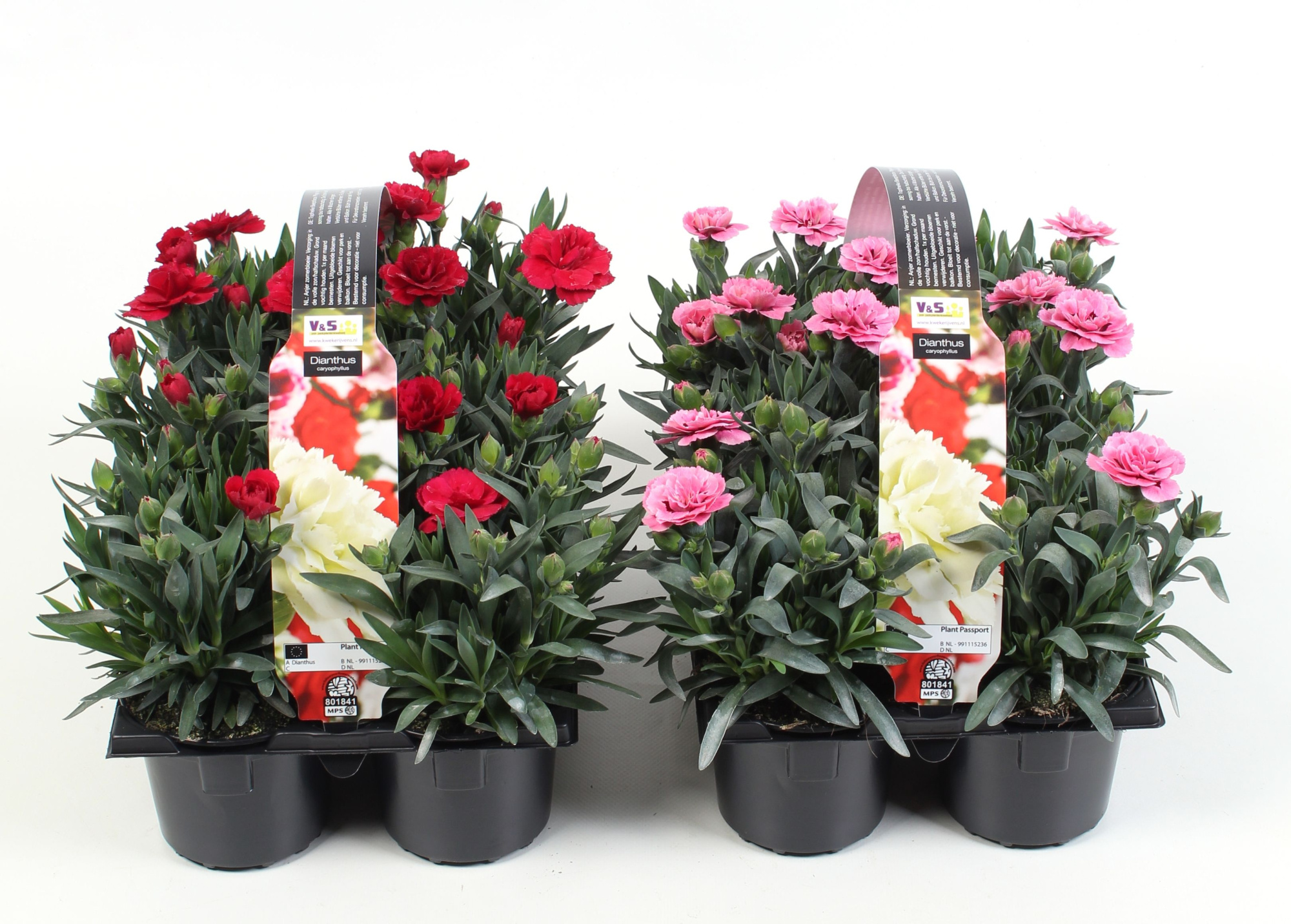 Dianthus diverse kleuren in 6-pack, D 9