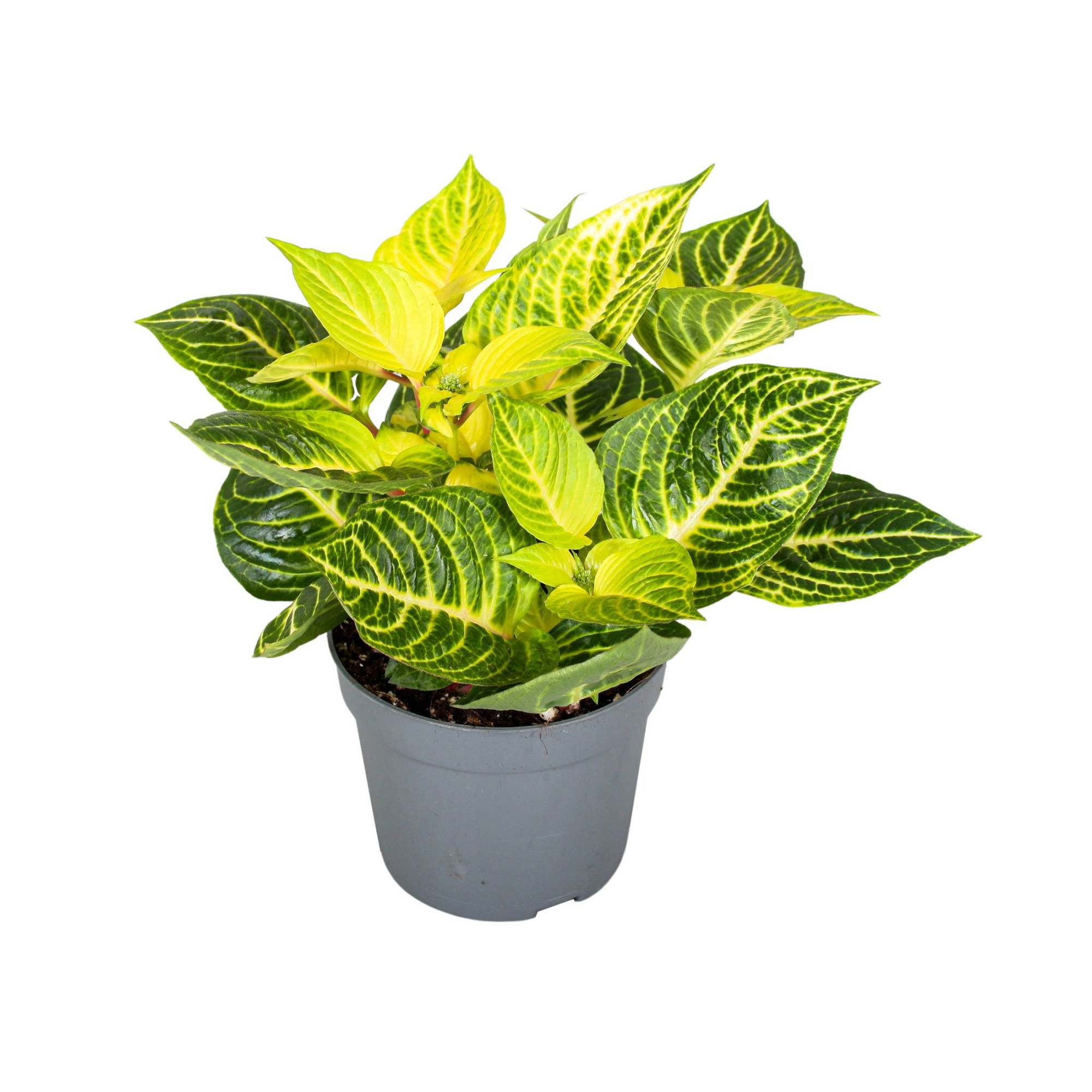 Iresine Herbstii Rich Gold Star, D 13 cm