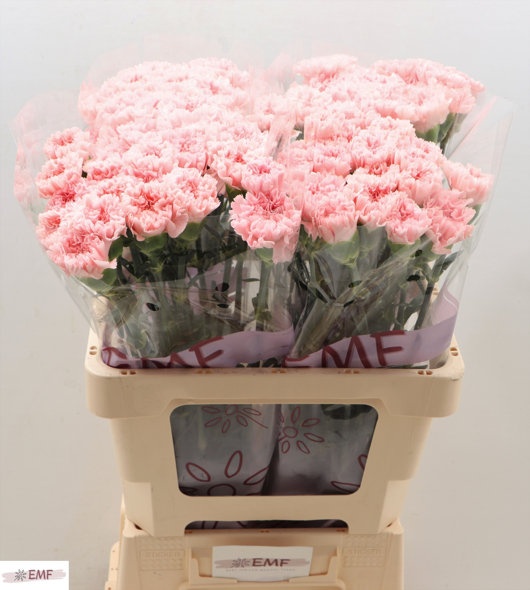 Диантус од. Джоди (роз.), шт.