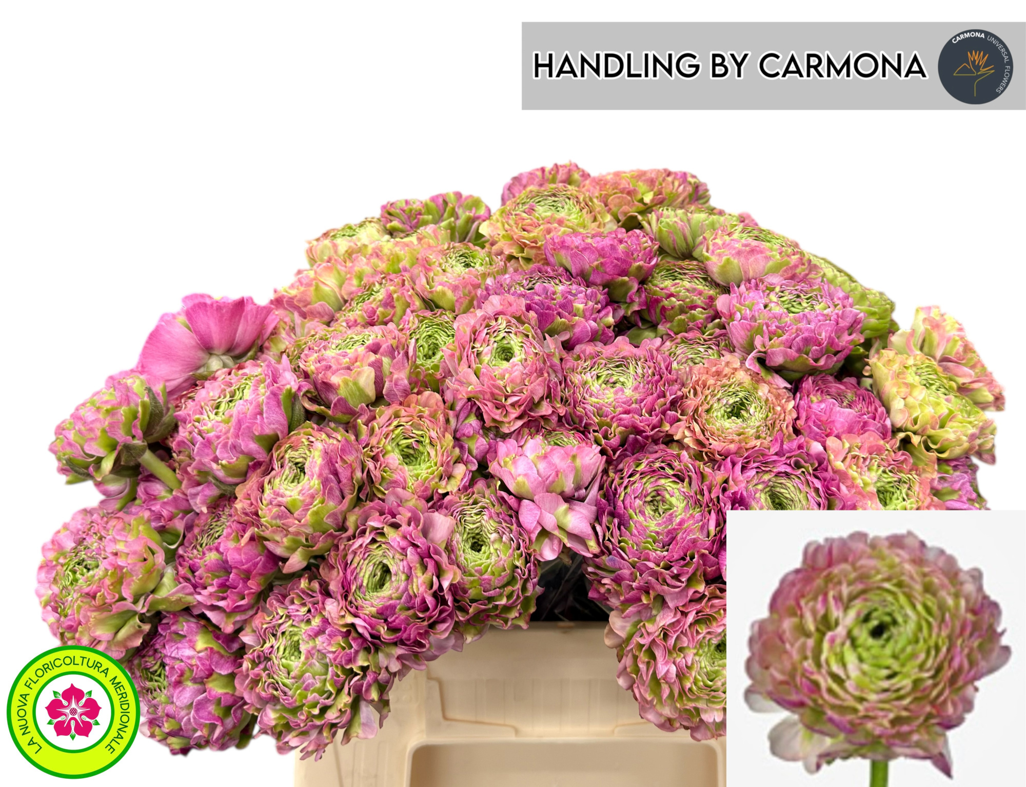 Ранункулус Пон Пон Мальва 40 (зелено-роз.), шт.