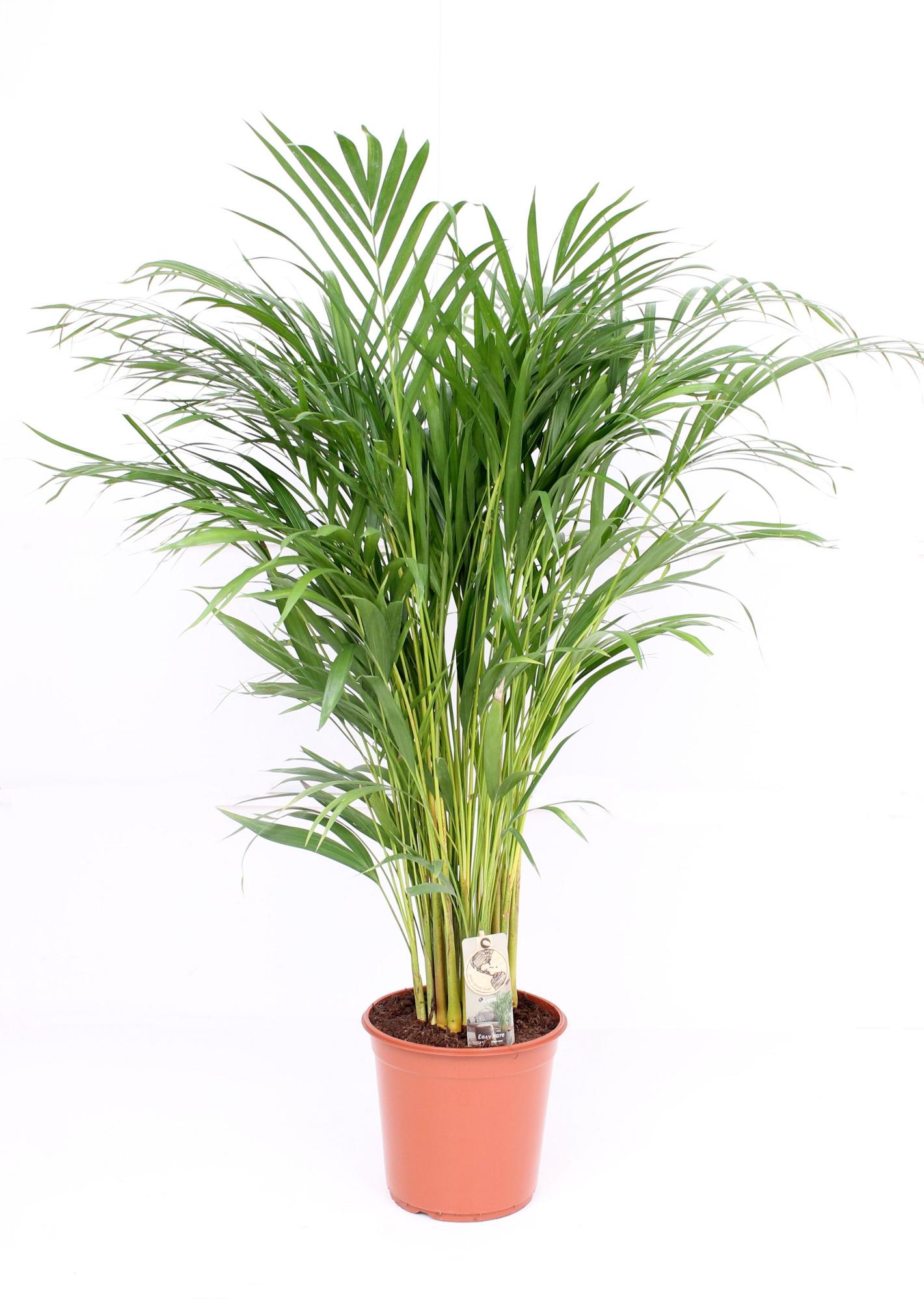 Areca P24 L120, D 24