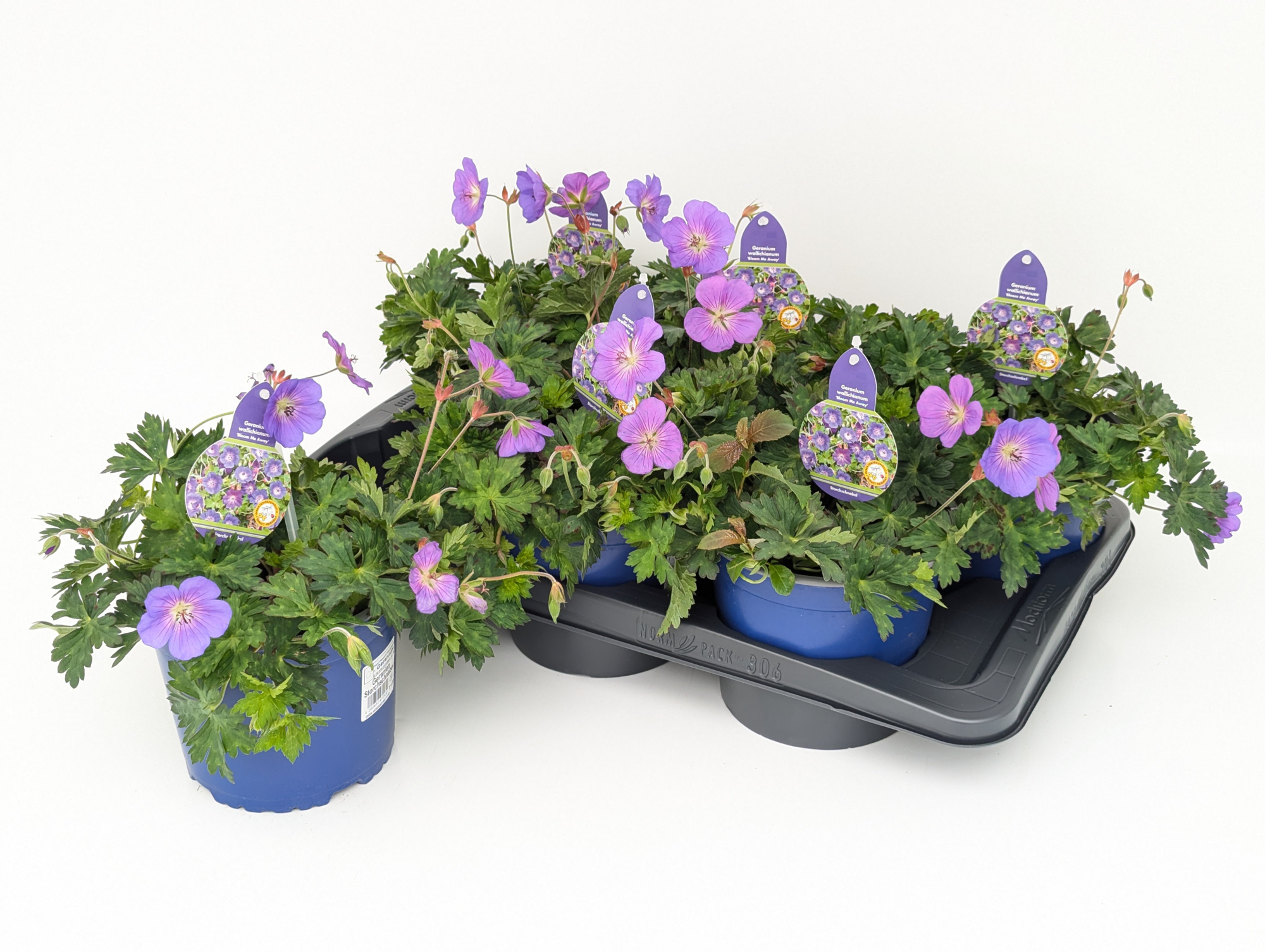 Geranium Rozanne T17, D 17