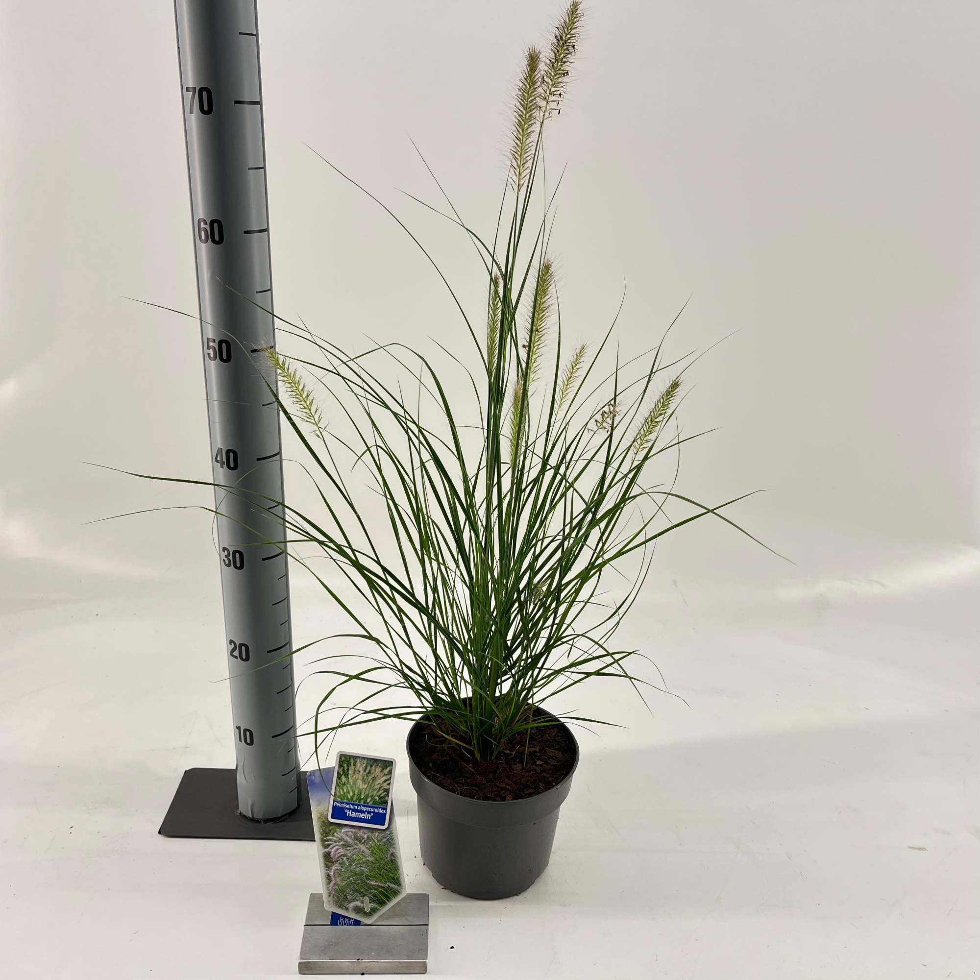 Pennisetum alopecuroides 'Hameln', D 17 cm