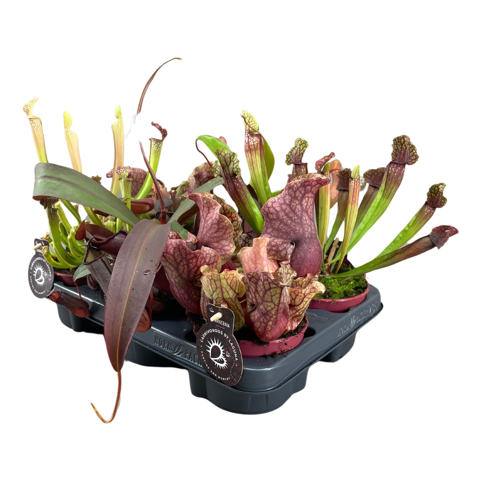 Vleesetende planten mix | 3 Nepenthes, 3 Sarracenia, D 12 cm