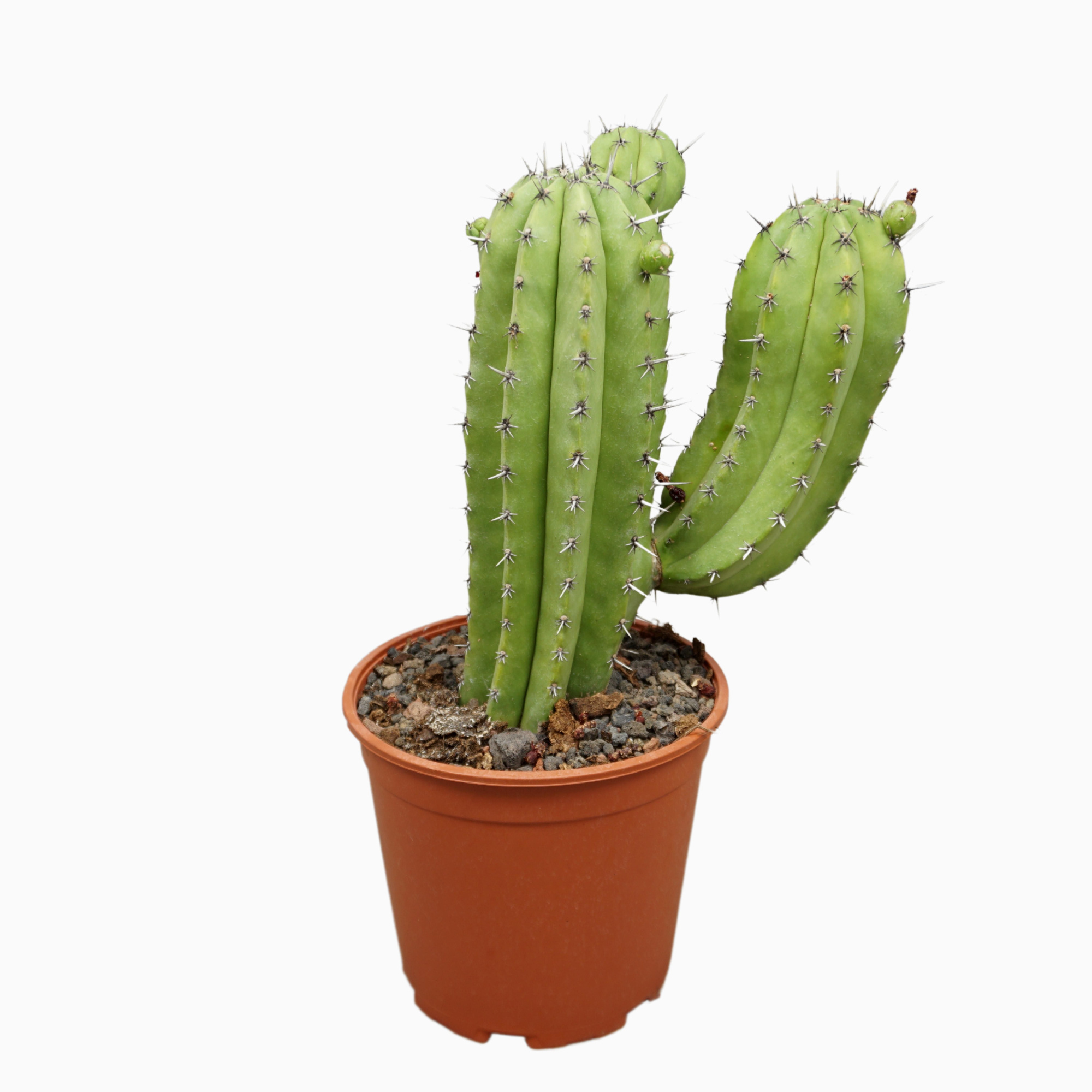 Polaskia chichipe 21 cm enkel, D 21