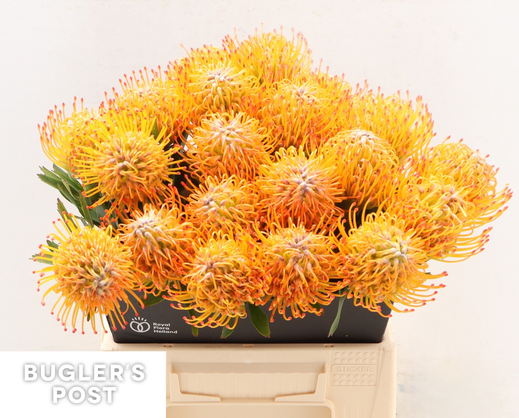 Нутанс Айоба Сан 40, шт.