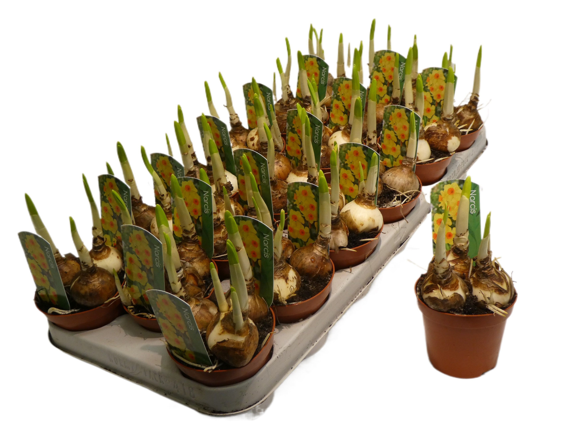 Narcis Bright day, D 9