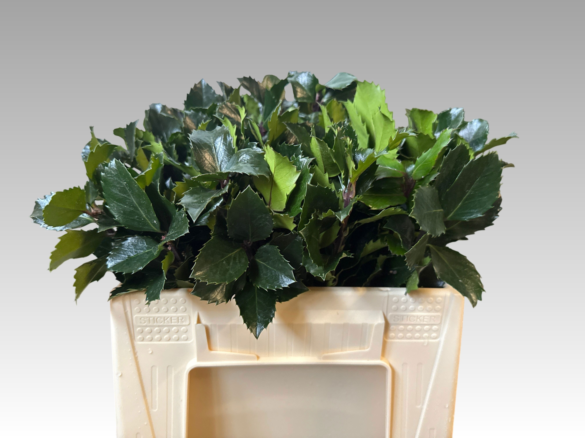 Илекс Блю Принц 35, шт.