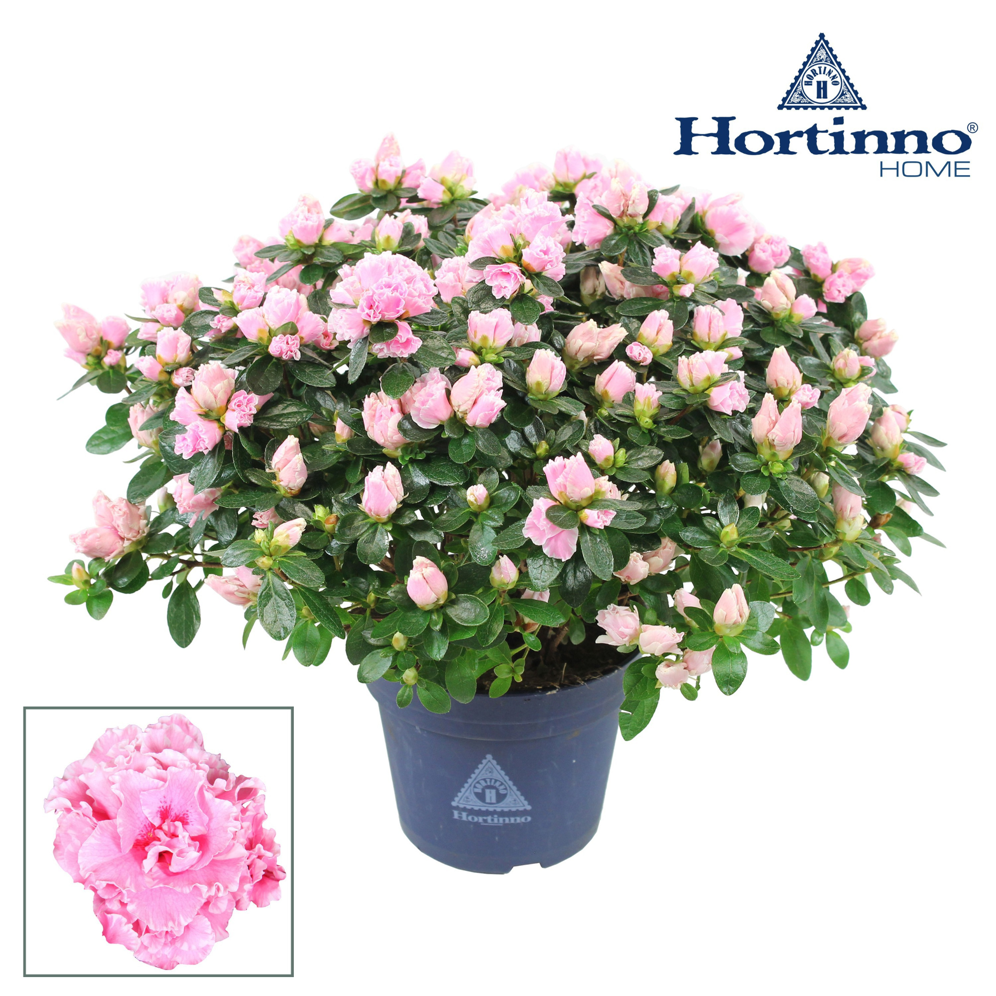 Hortinno® Home 'Classic Bicolor' 35 - 37 cm, D 15