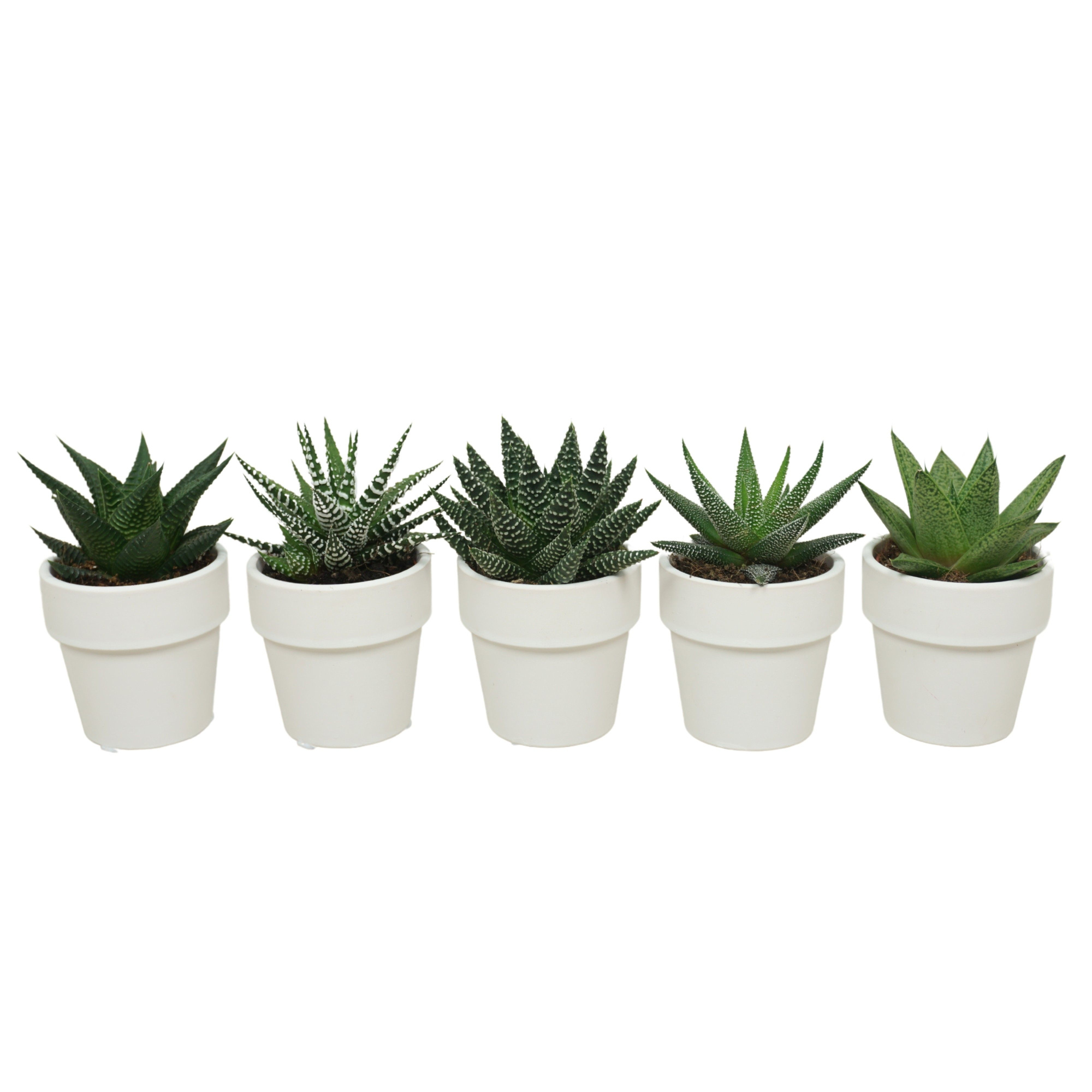 Aloë/Haworthia mix in 6 cm 'Wit Kraagpotje', D 5,5 cm