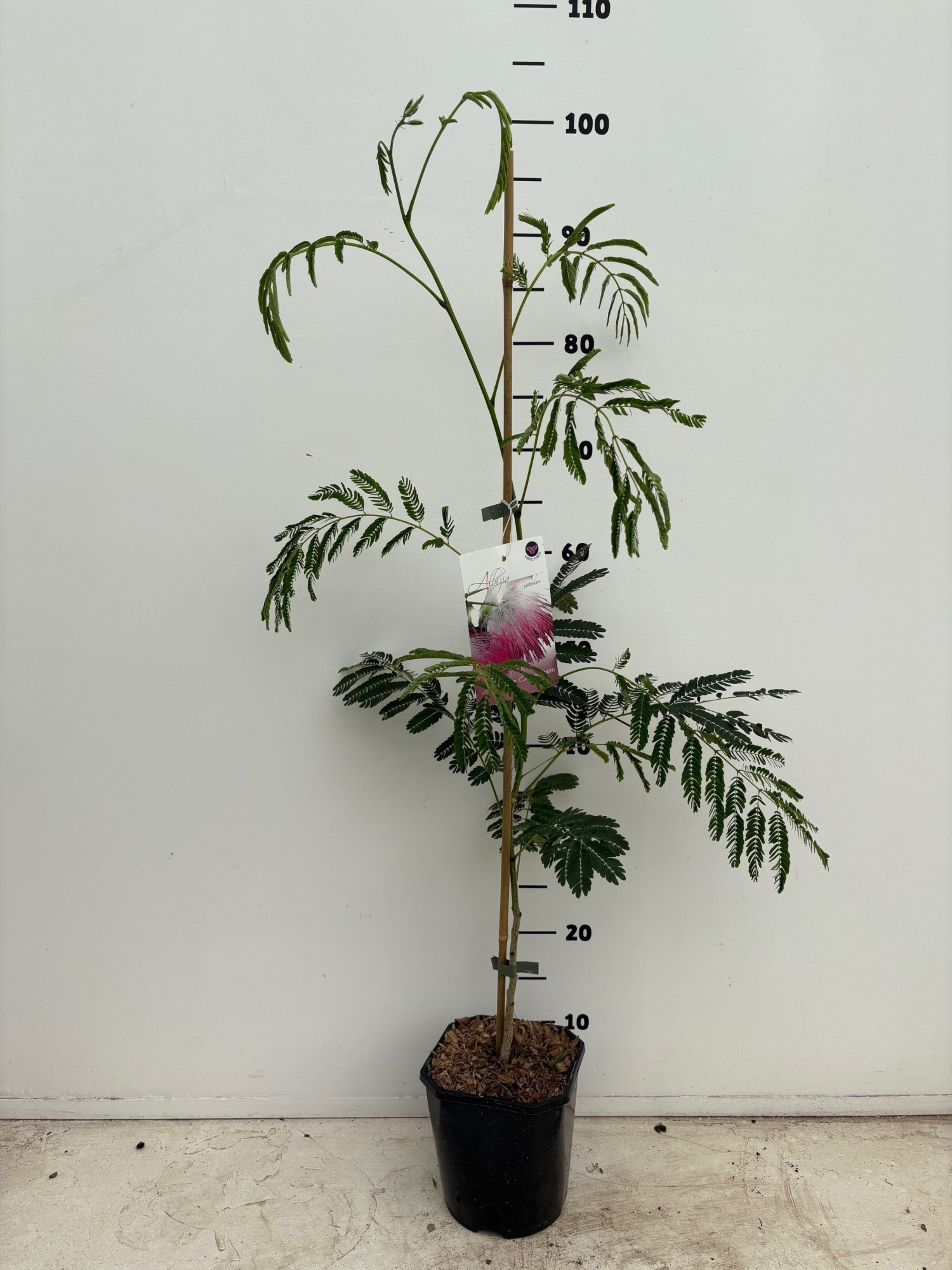 Albizia julibrissin, D 15 cm