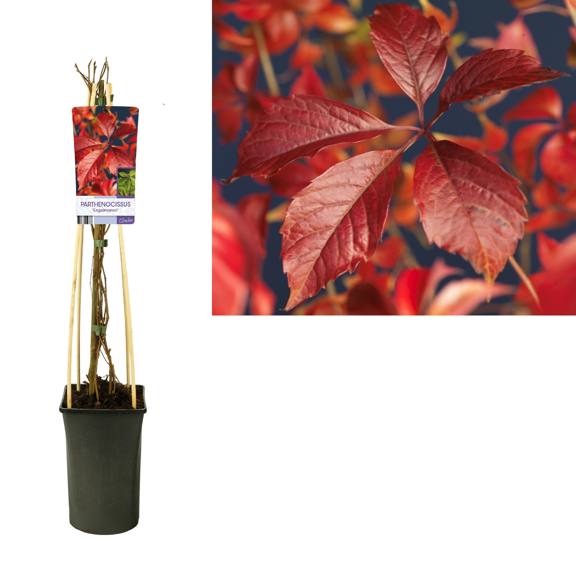 Parthenocissus 'Engelmannii' +light label, D 17 cm