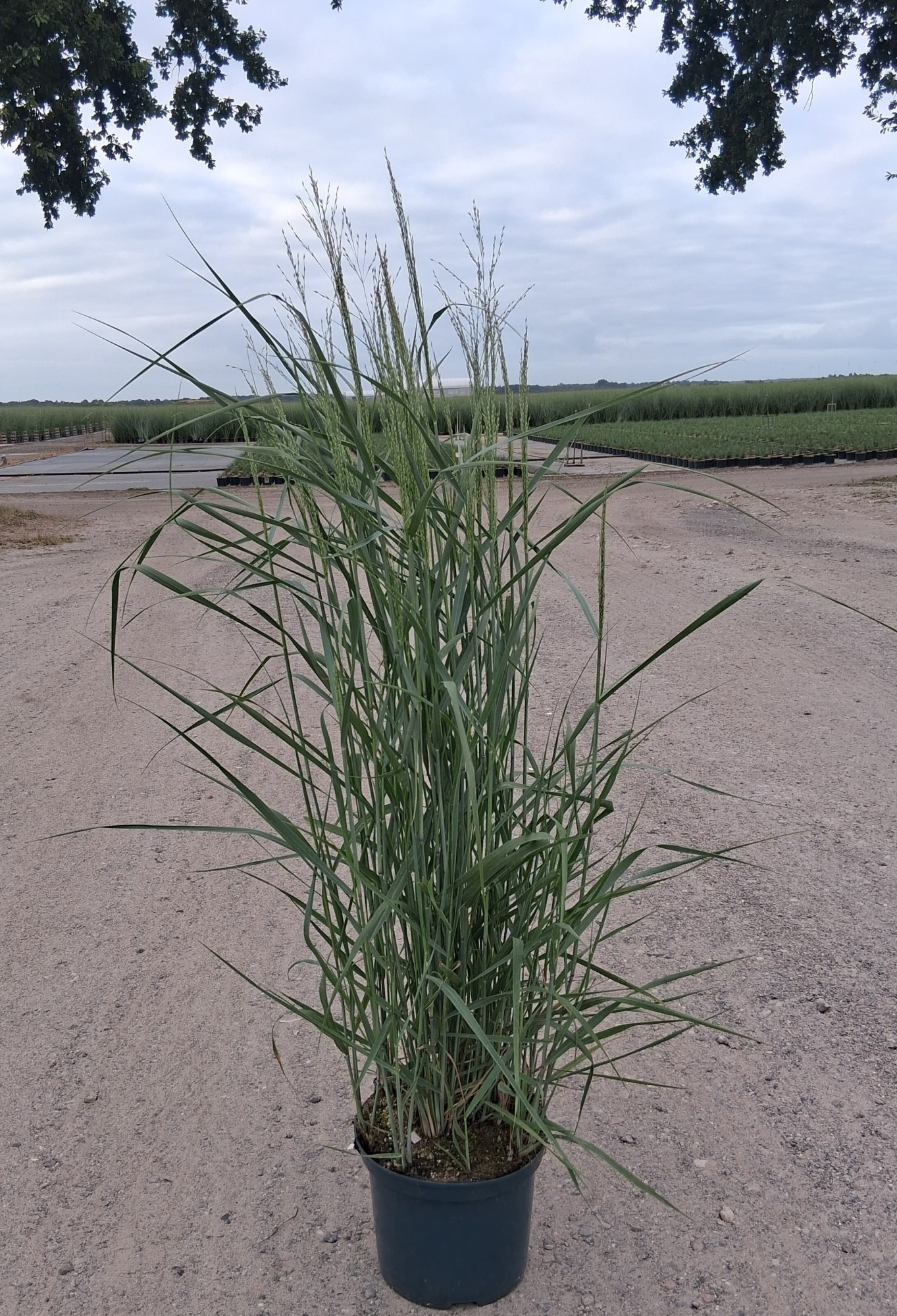 Panicum vir. 'Prairie Sky', D 23