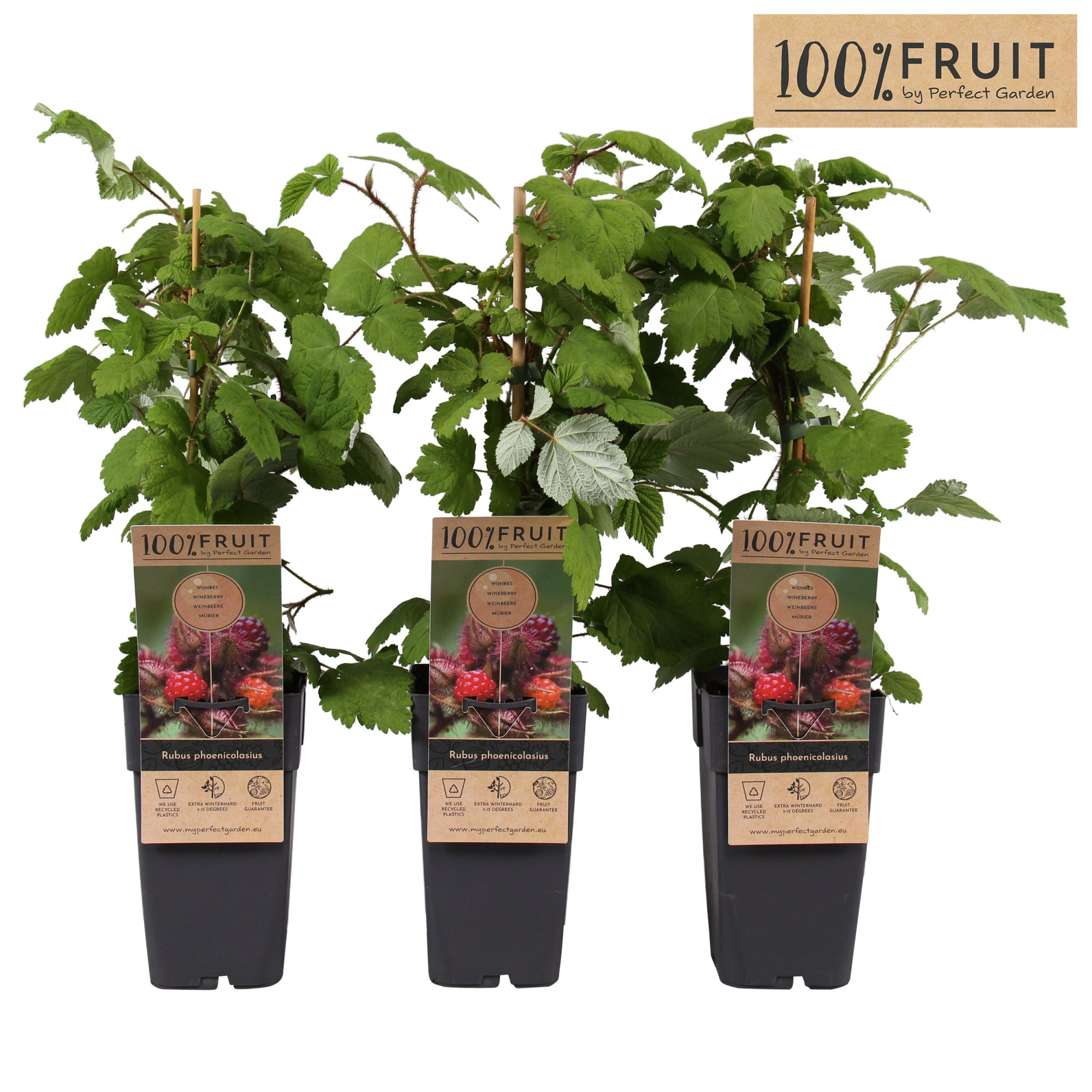 Rubus phoenicolasius P15, D 15 cm