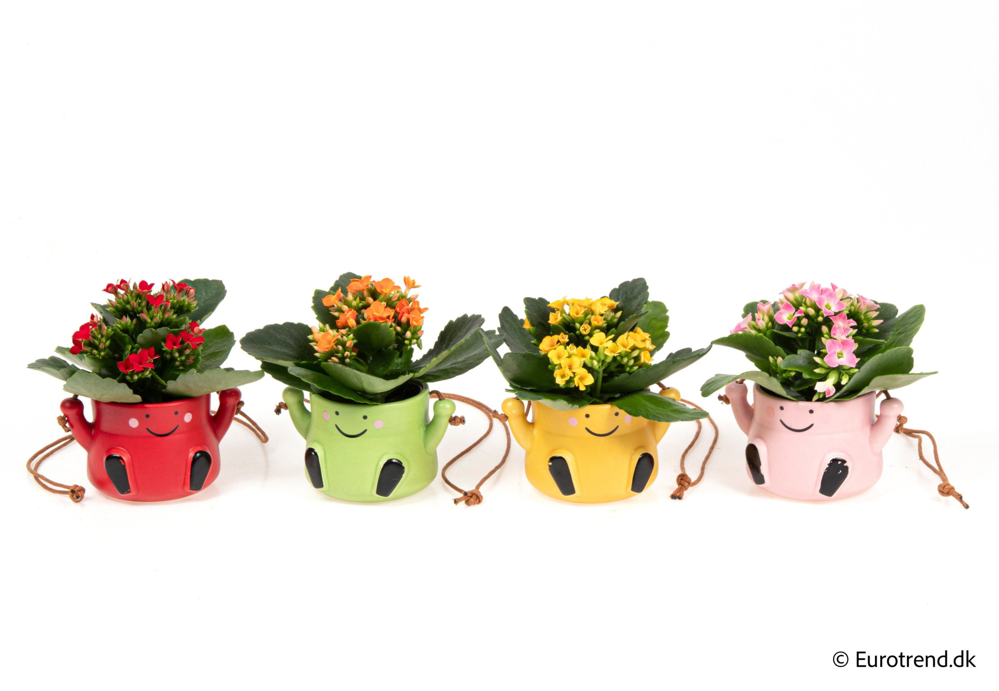 Kalanchoe in ceramic - Spring, Summer & Autumn 2025, D 6 cm
