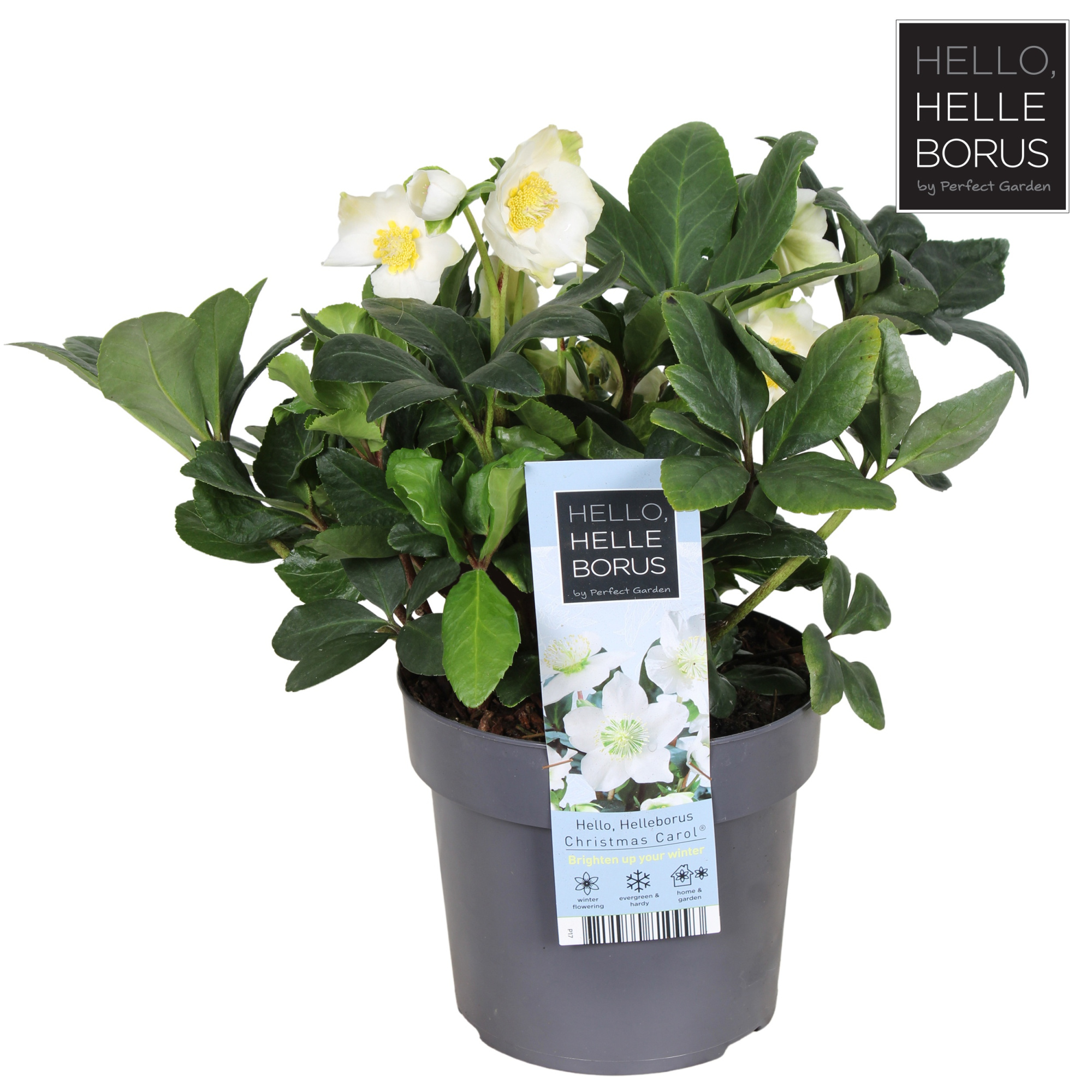 Helleborus niger 'Christmas Carol' P17, D 17 cm