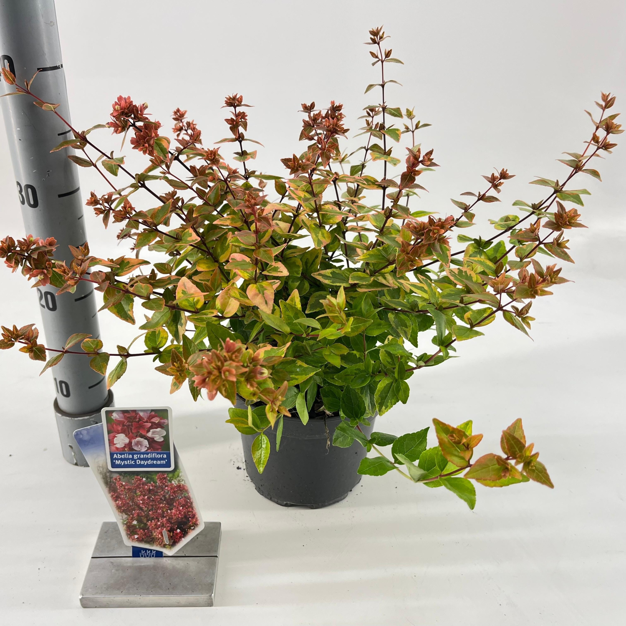Abelia grandiflora Mystic Daydream ('Opstal 40'PBR), D 17 cm