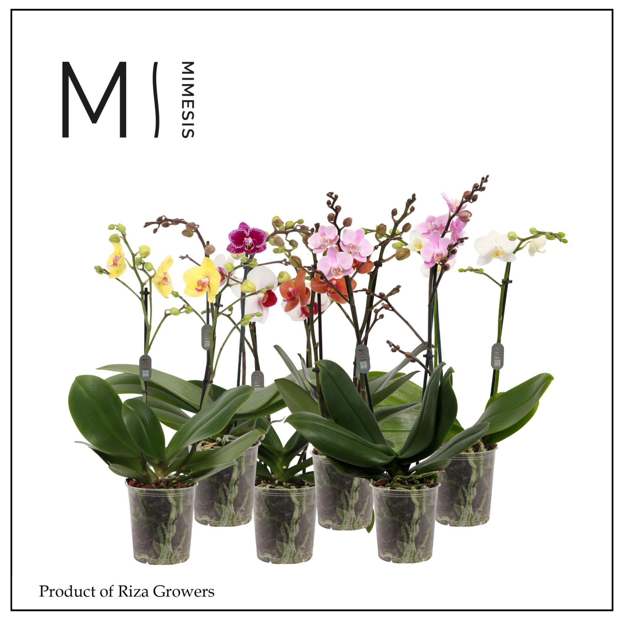 Phalaenopsis Multi Mix 2 spike - 12cm | Mimesis, D 12 cm