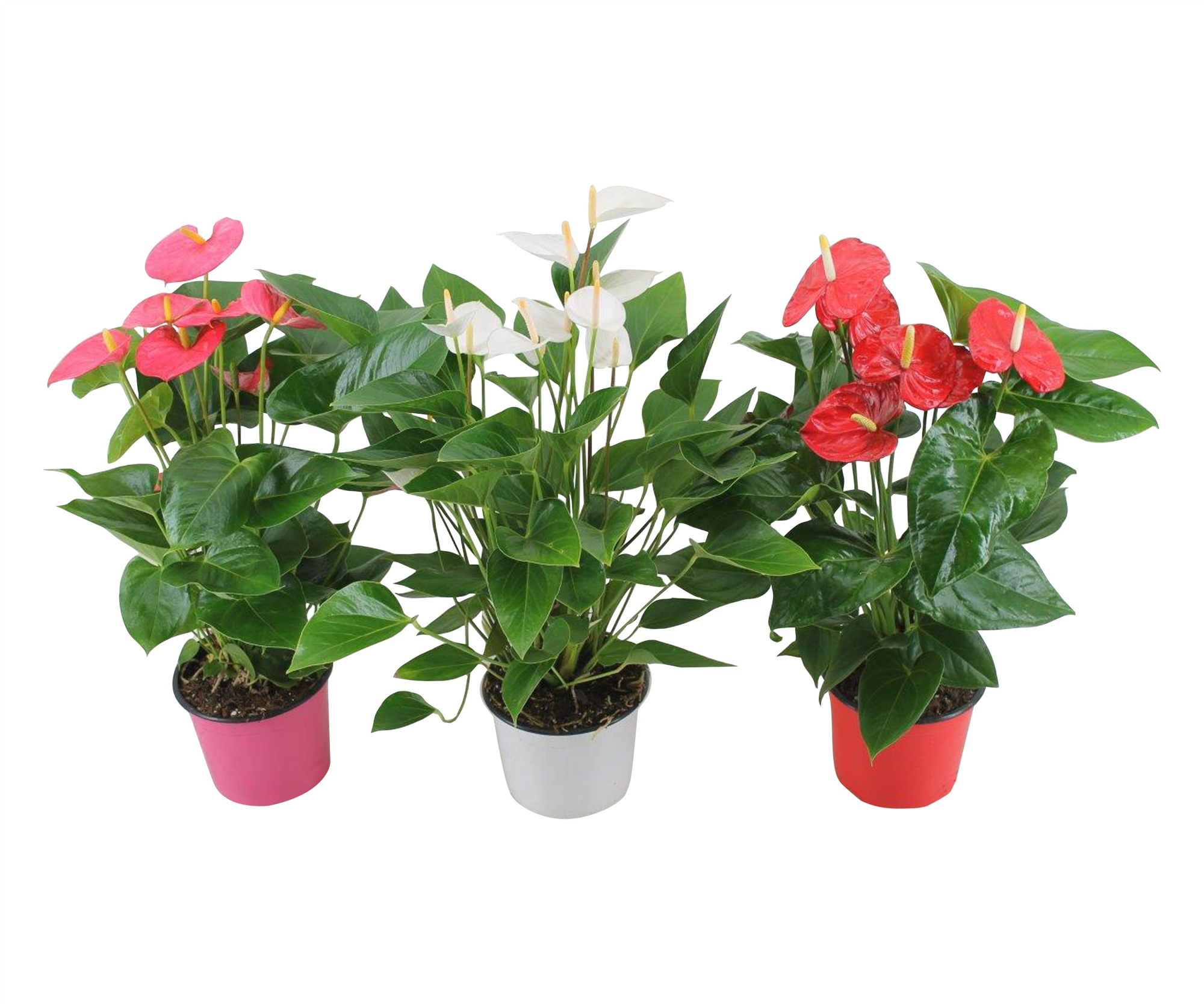 Anthurium  Jumbomix 17cm, D 17 cm