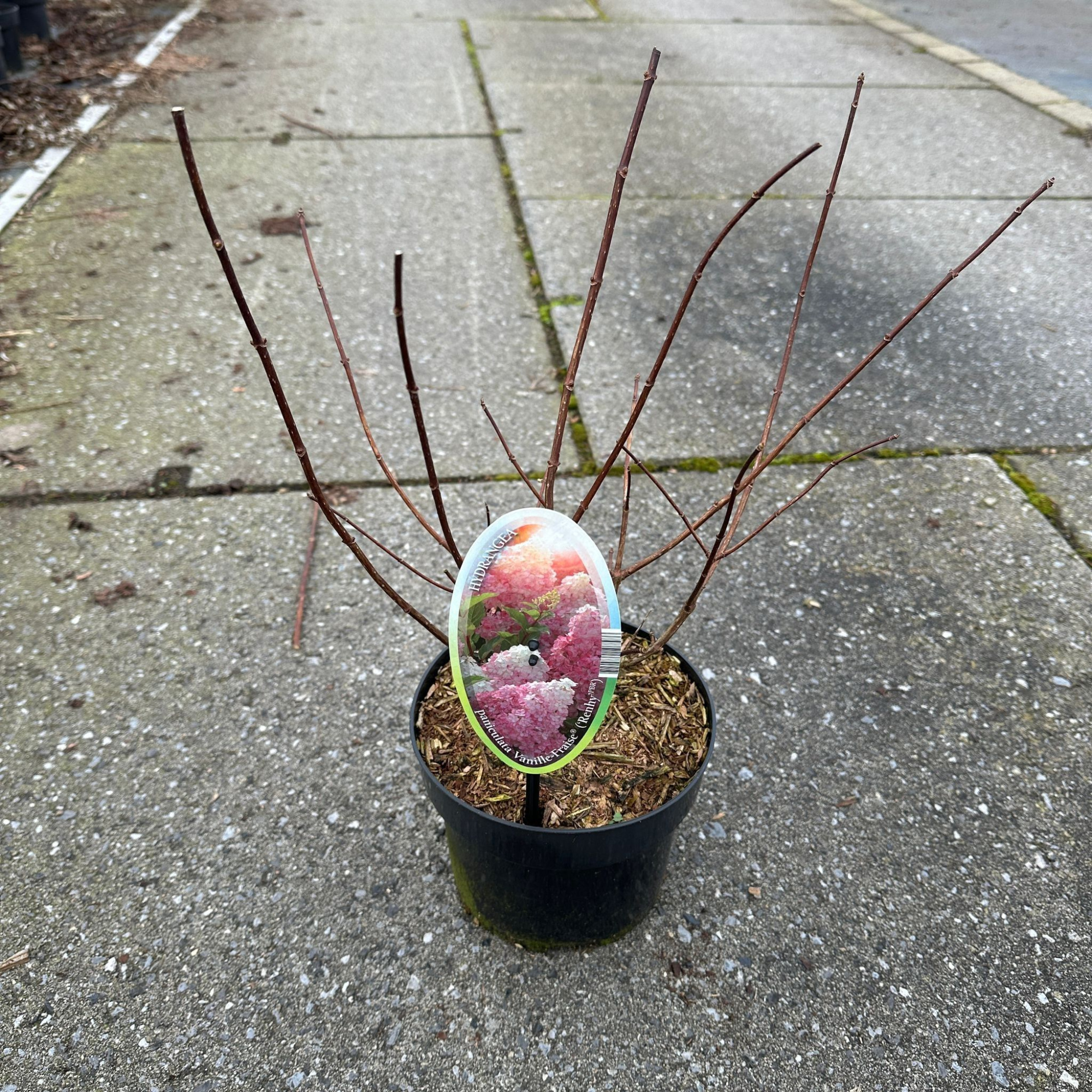 Hydrangea pan. Vanille-Fraise® ('Renhy'PBR), D 17