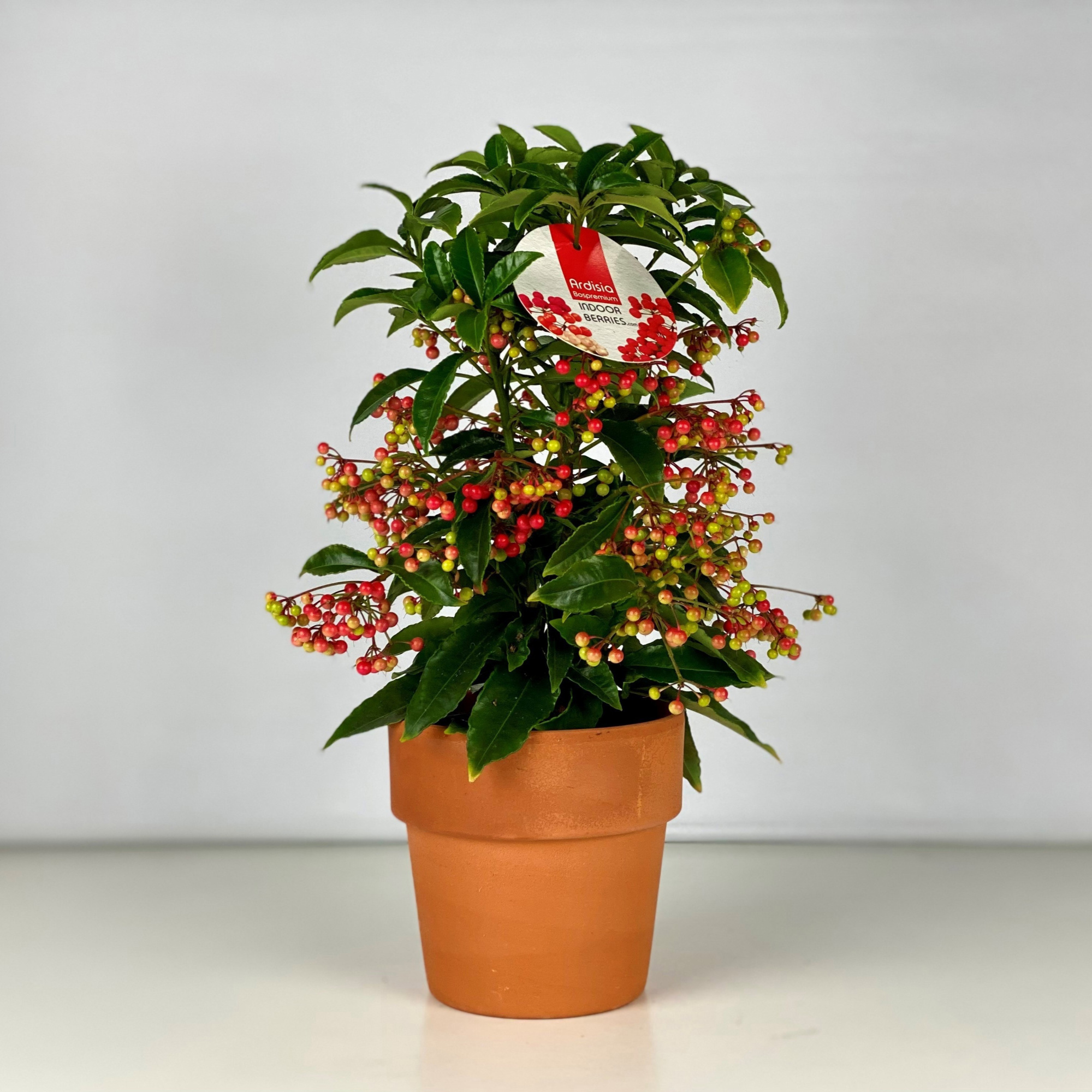 Ardisia crenata Bospremium Red met stenen Terracotta pot, D 15 cm