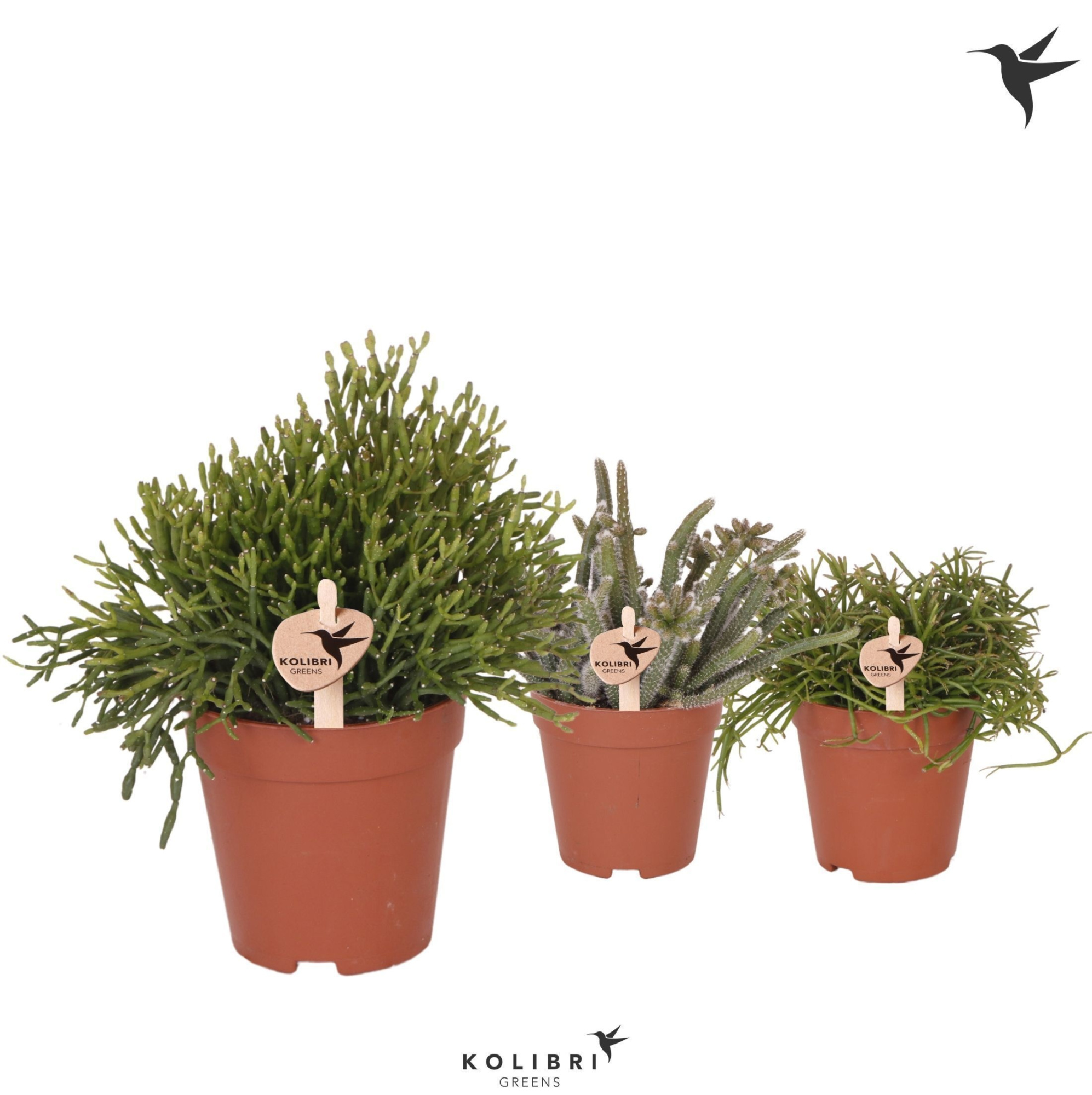 Kolibri Greens Rhipsalis mix, D 9 cm