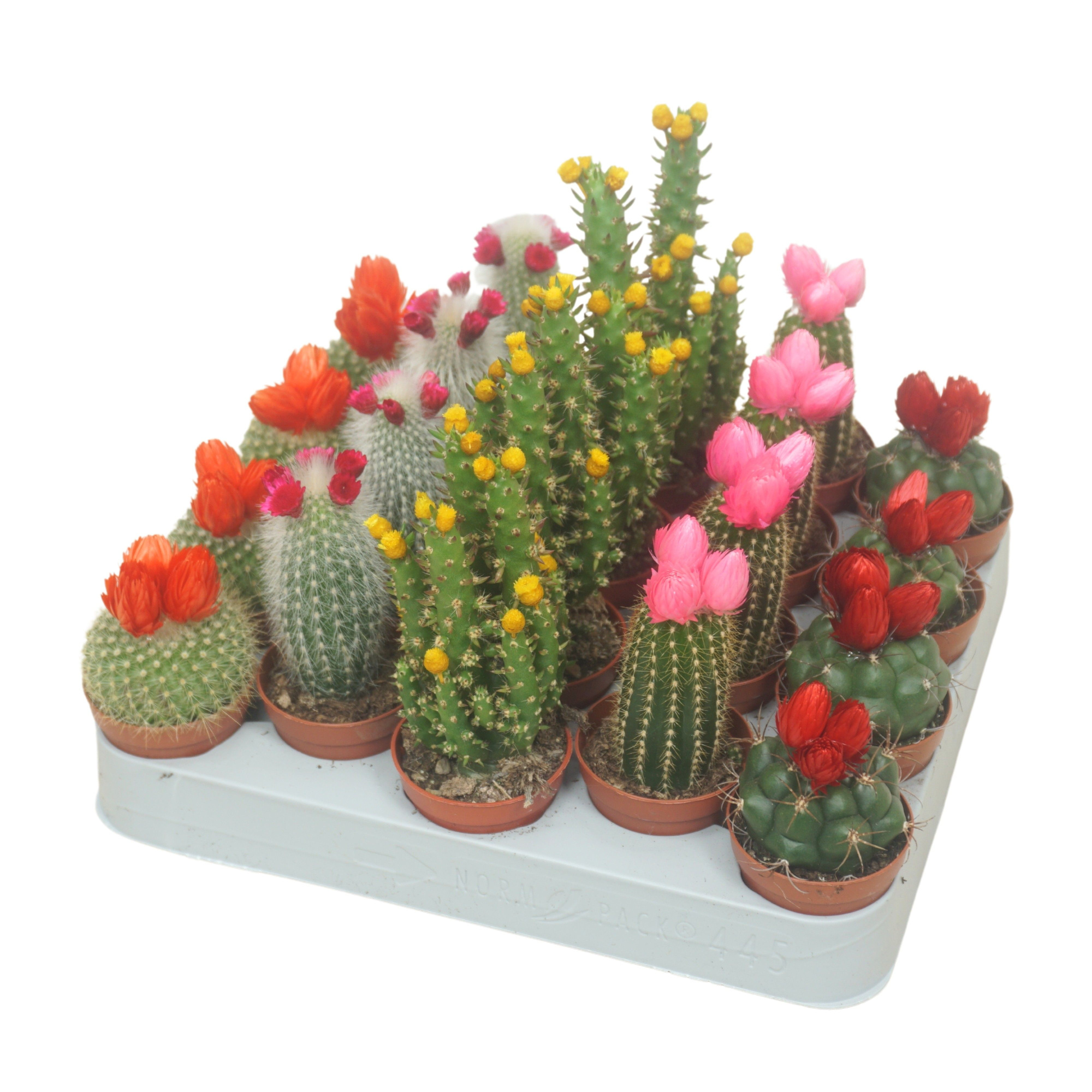 Cactus op rij 5,5 cm met strobloem (prik en plak), D 5,5 cm