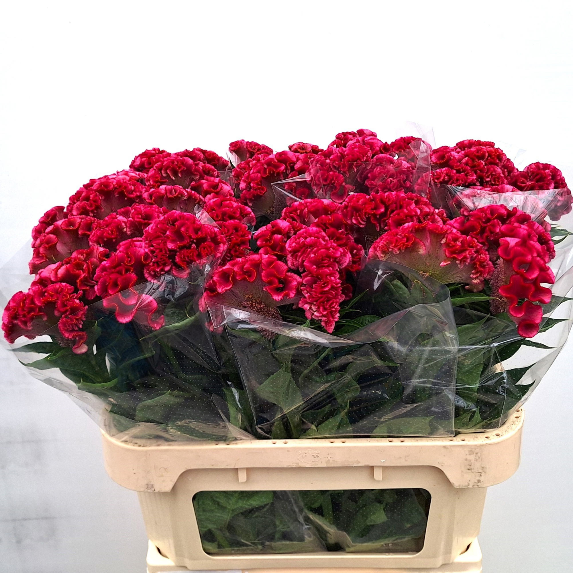 Целозия Кристата Солид 75, шт.