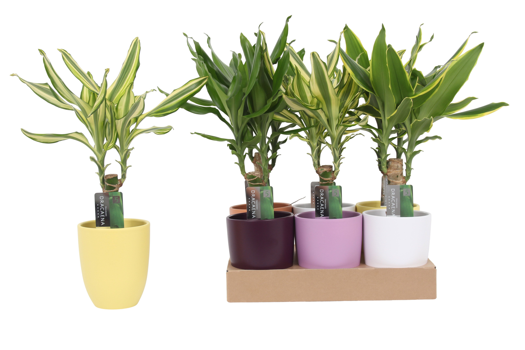 Dracaena 3 color mix 11cm Ceramics Mix, D 11 cm