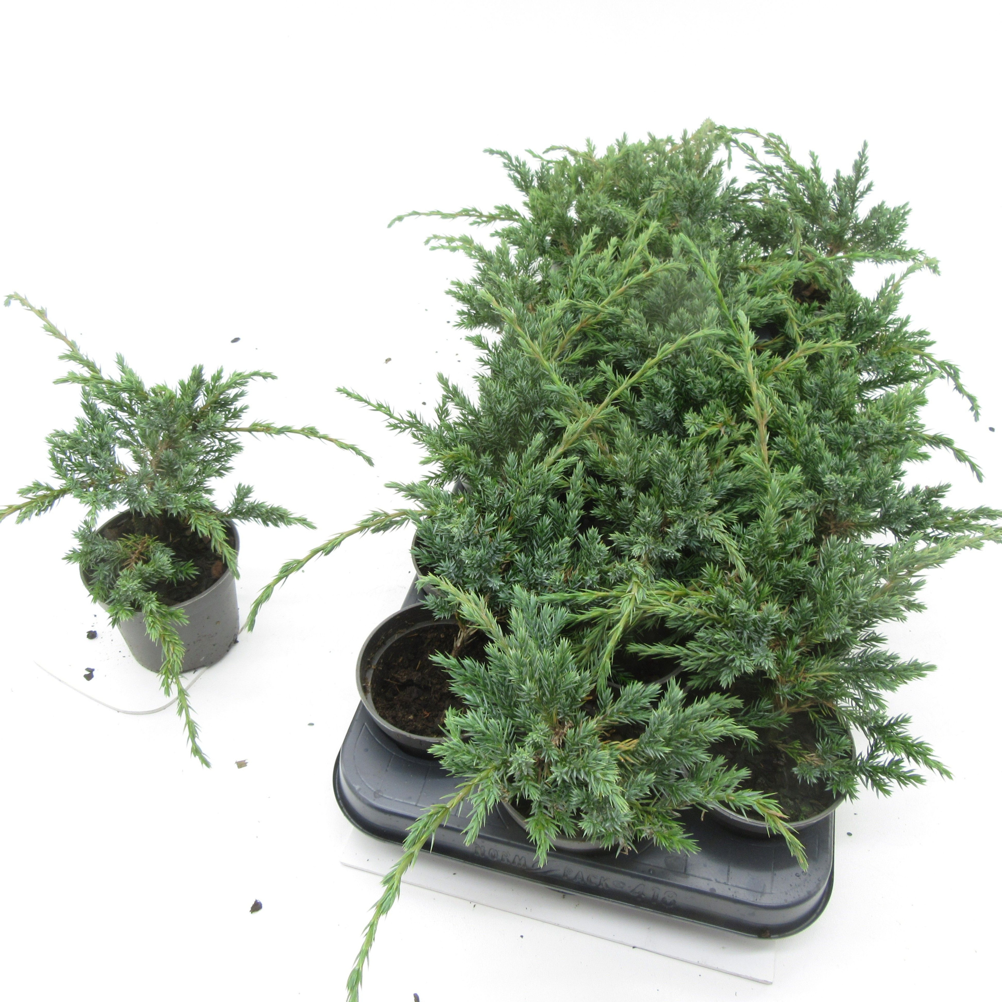 Juniperus Blue Carpet, D 9 cm