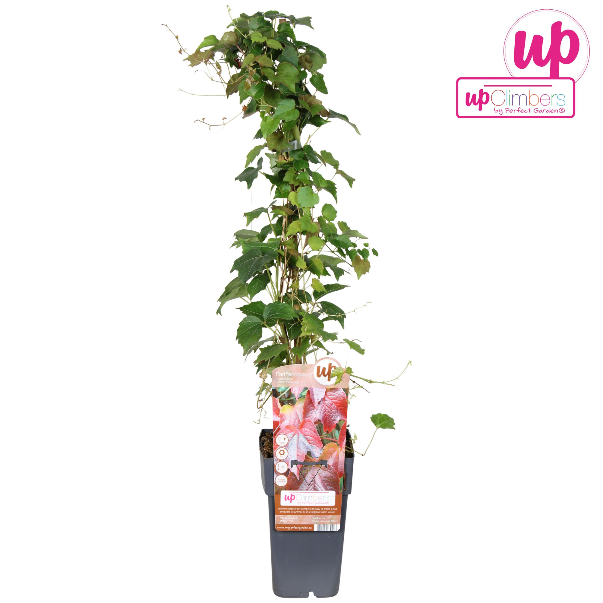 Parthenocissus q. var. Engelmannii P15, D 15 cm