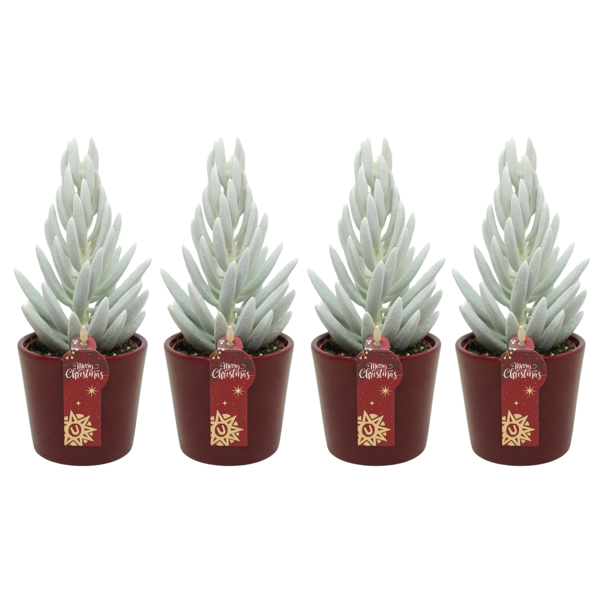 Senecio Mont Blanc 'natural' in 9 cm Rood Kerst potje, D 8,5 cm