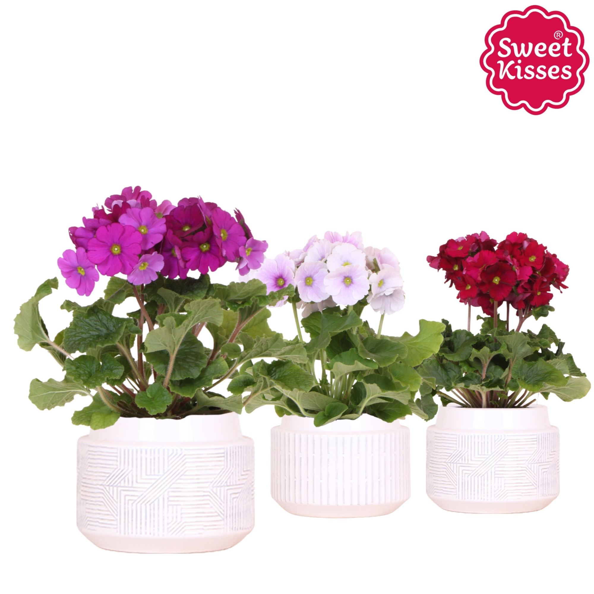 Primula Obconica Sweet Kisses mix in Maze pot white, D 12