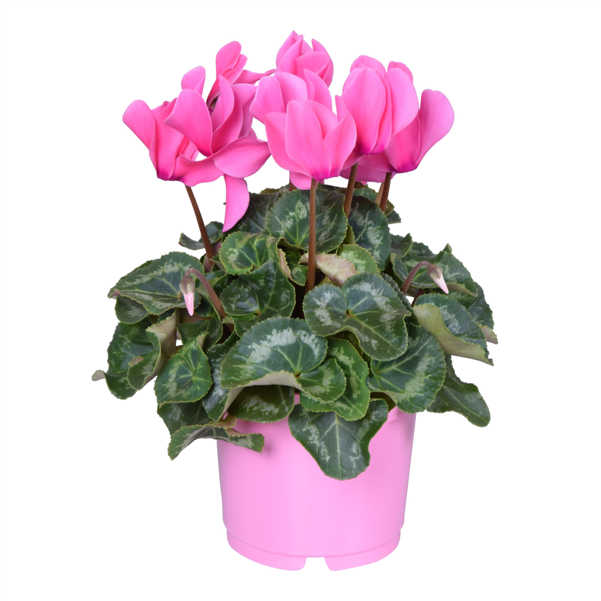 Cyclamen Super Serie Allure in Ton sur Ton kweekpot roze, D 12 cm
