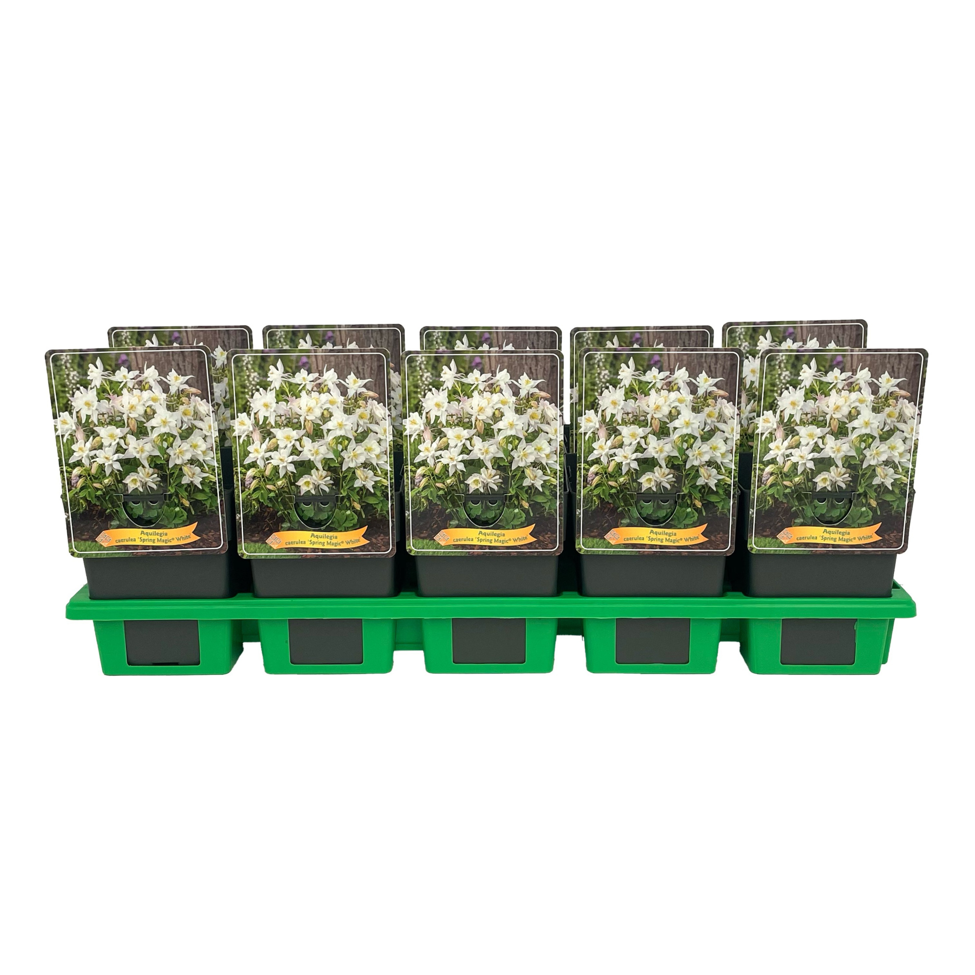 Aquilegia caerulea 'Spring Magic® White' P11, D 11 cm