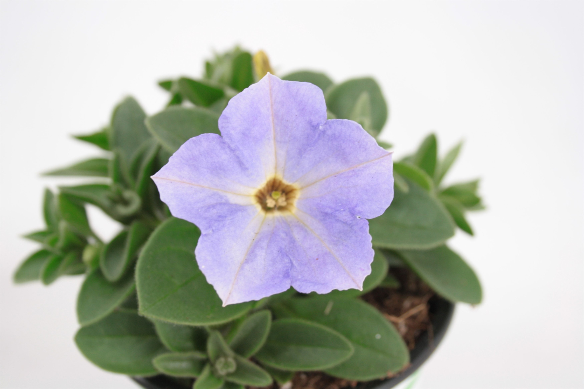 Petunia Sky Blue, D 10,5