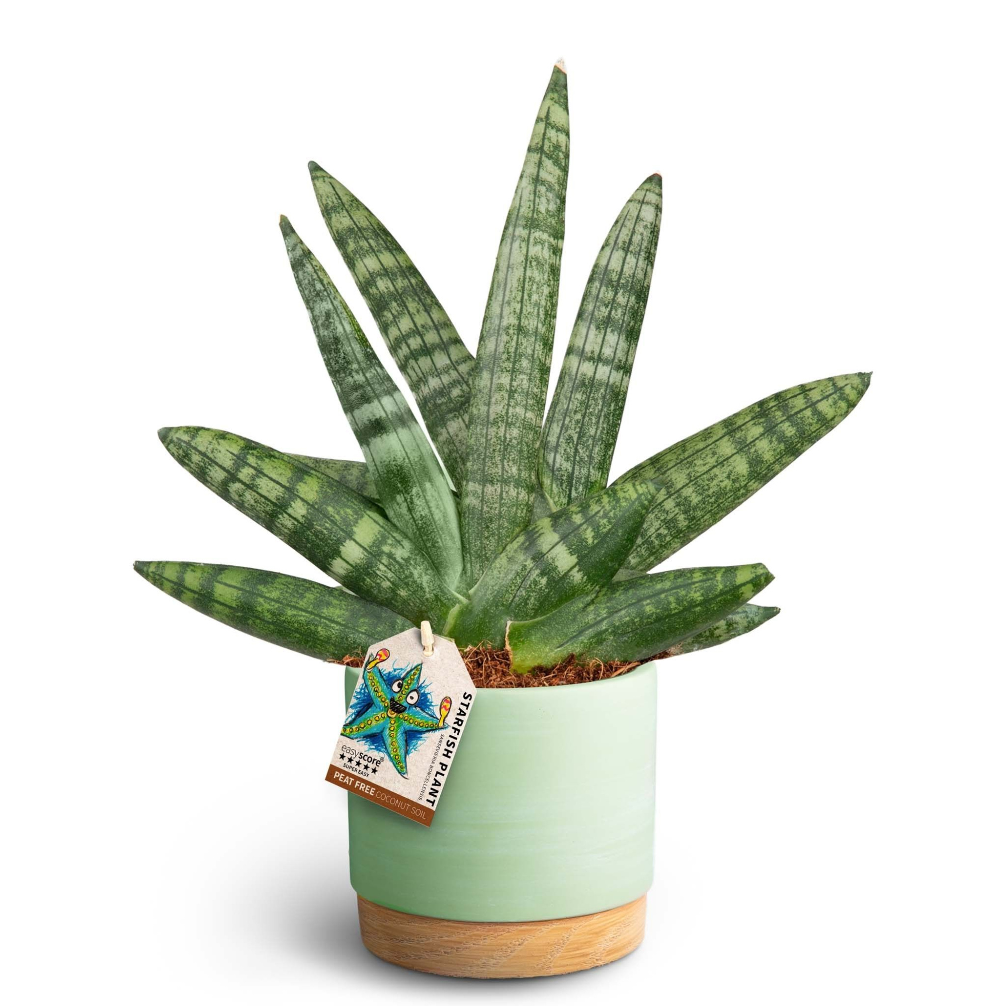 Woodbase Green Matcha, Sansevieria Boncellensis, D 12 cm