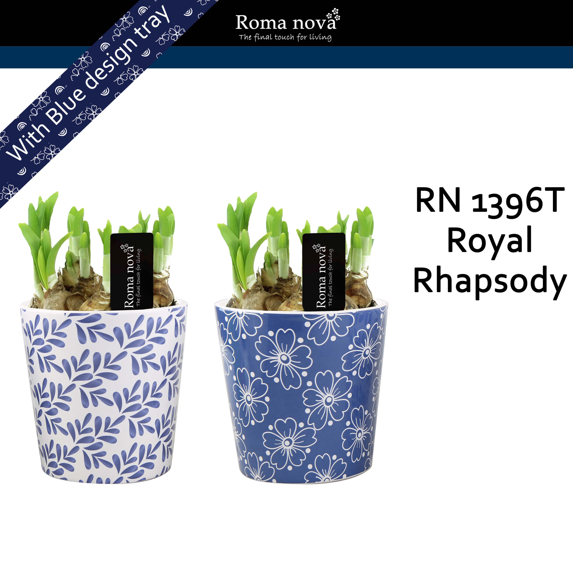 1396T - Royal Rhapsody (Tete a Tete), D 12