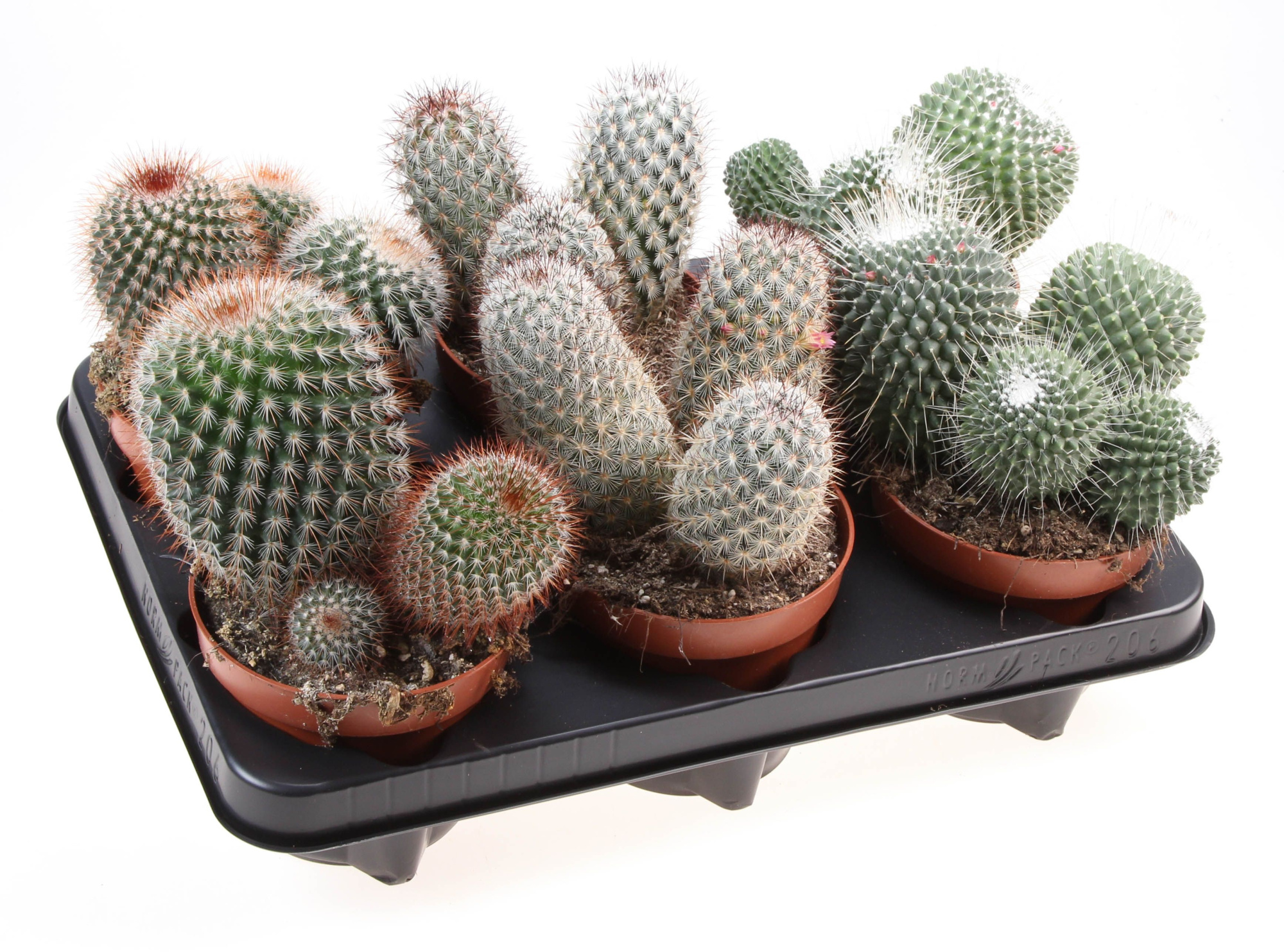 Mammillaria mix, D 12 cm