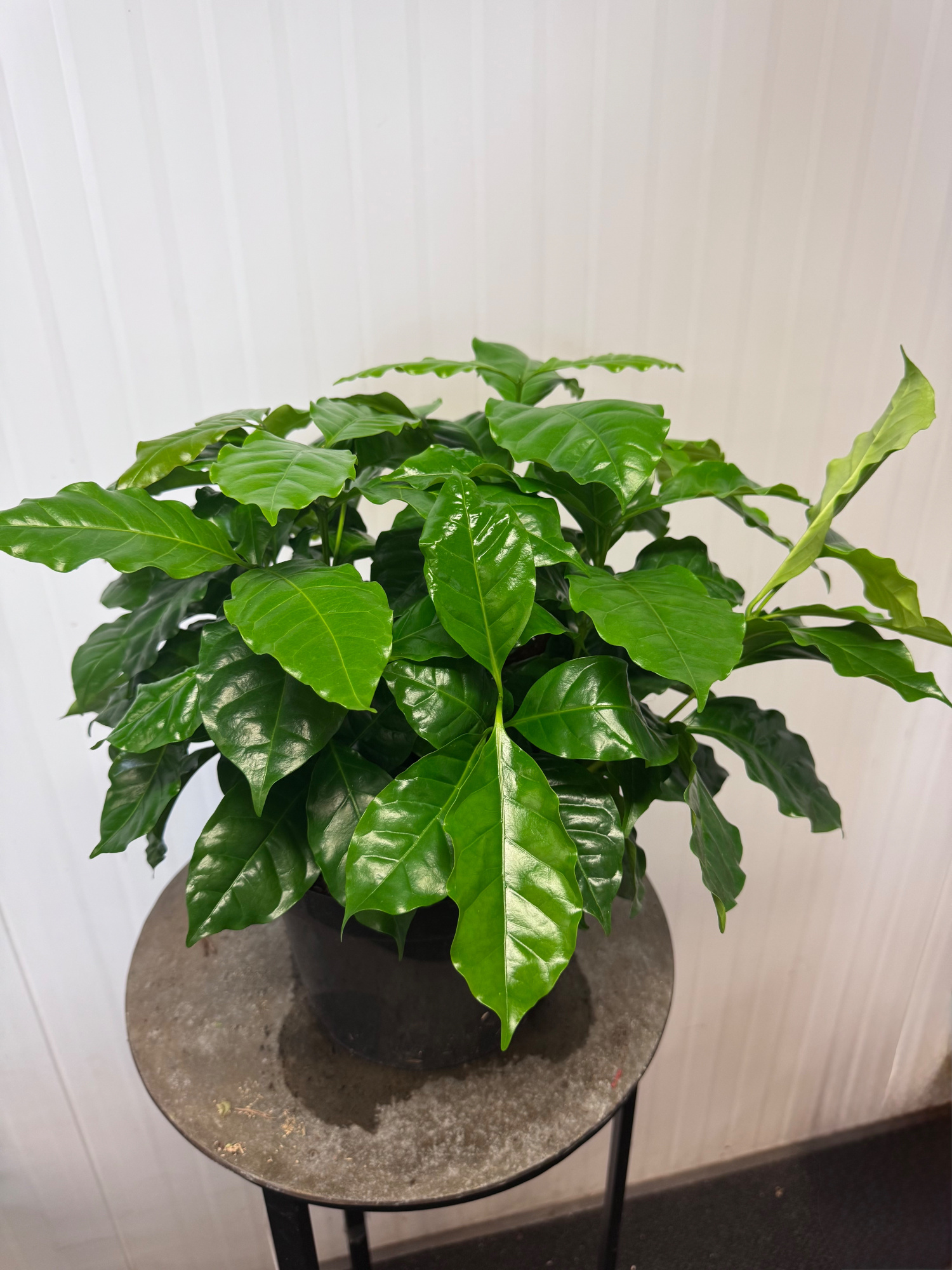 Coffea Arabica, D 23