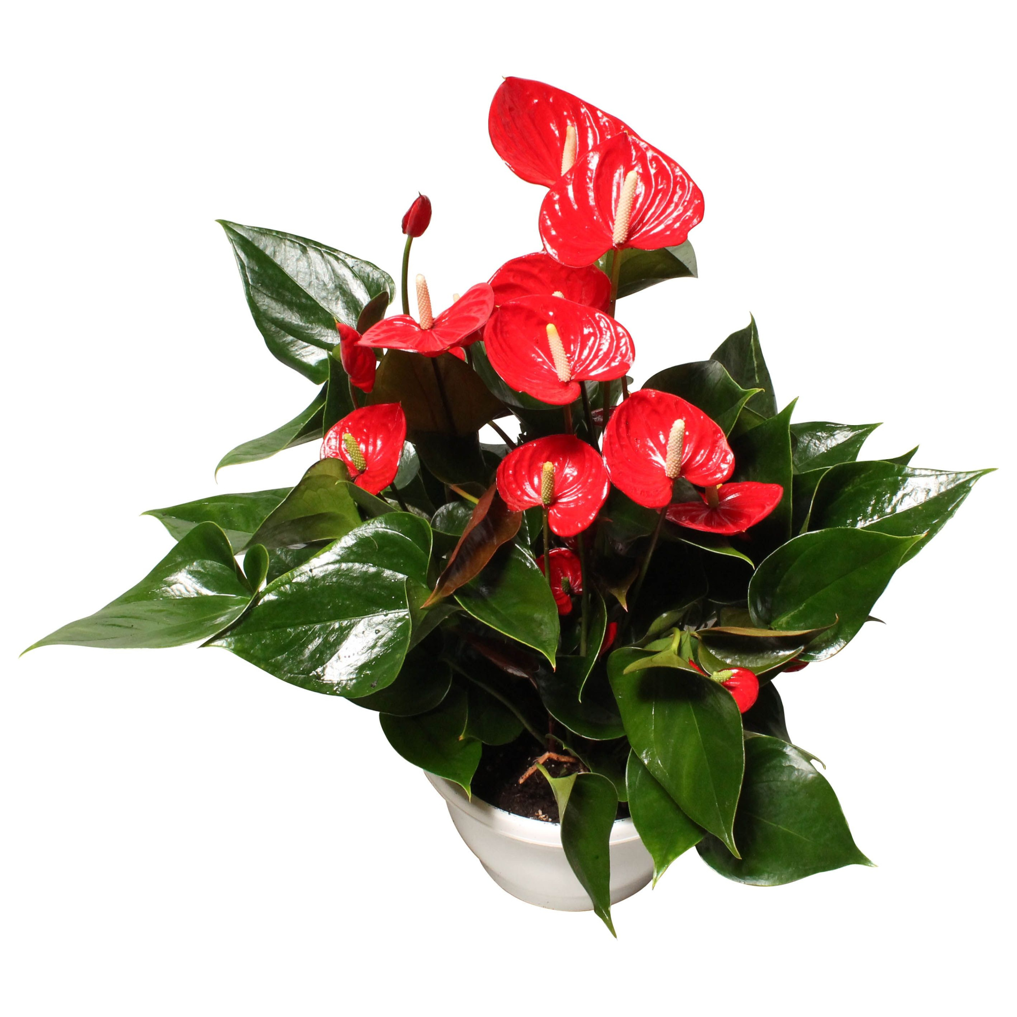 Anthurium XL.49 Arisa Sprite 23cm, D 23 cm
