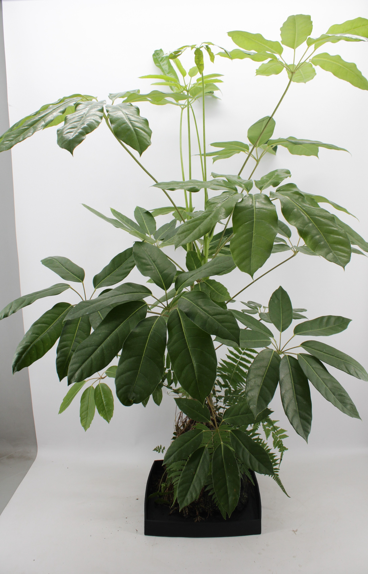 Lova XXL - Schefflera Amate, D 40 cm