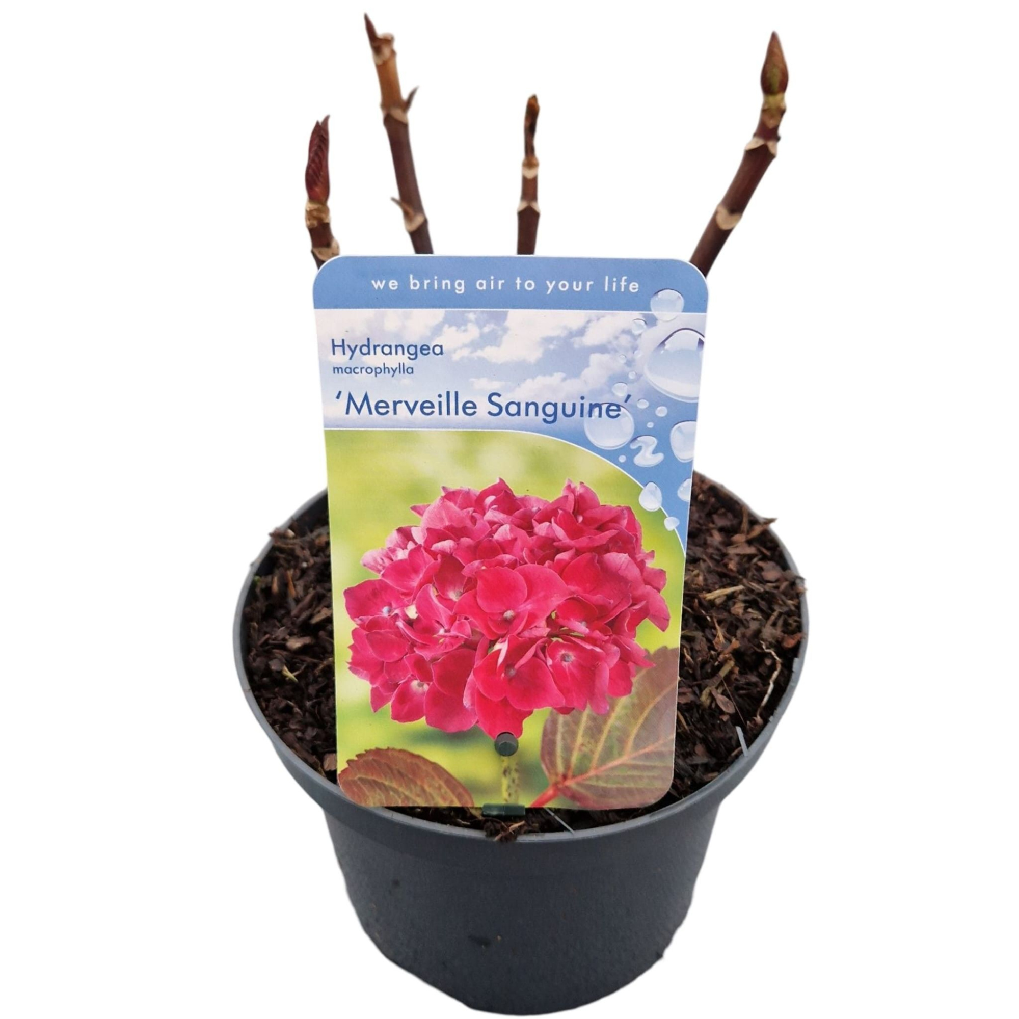 Hydrangea macr. 'Merveille Sanguinea', D 17